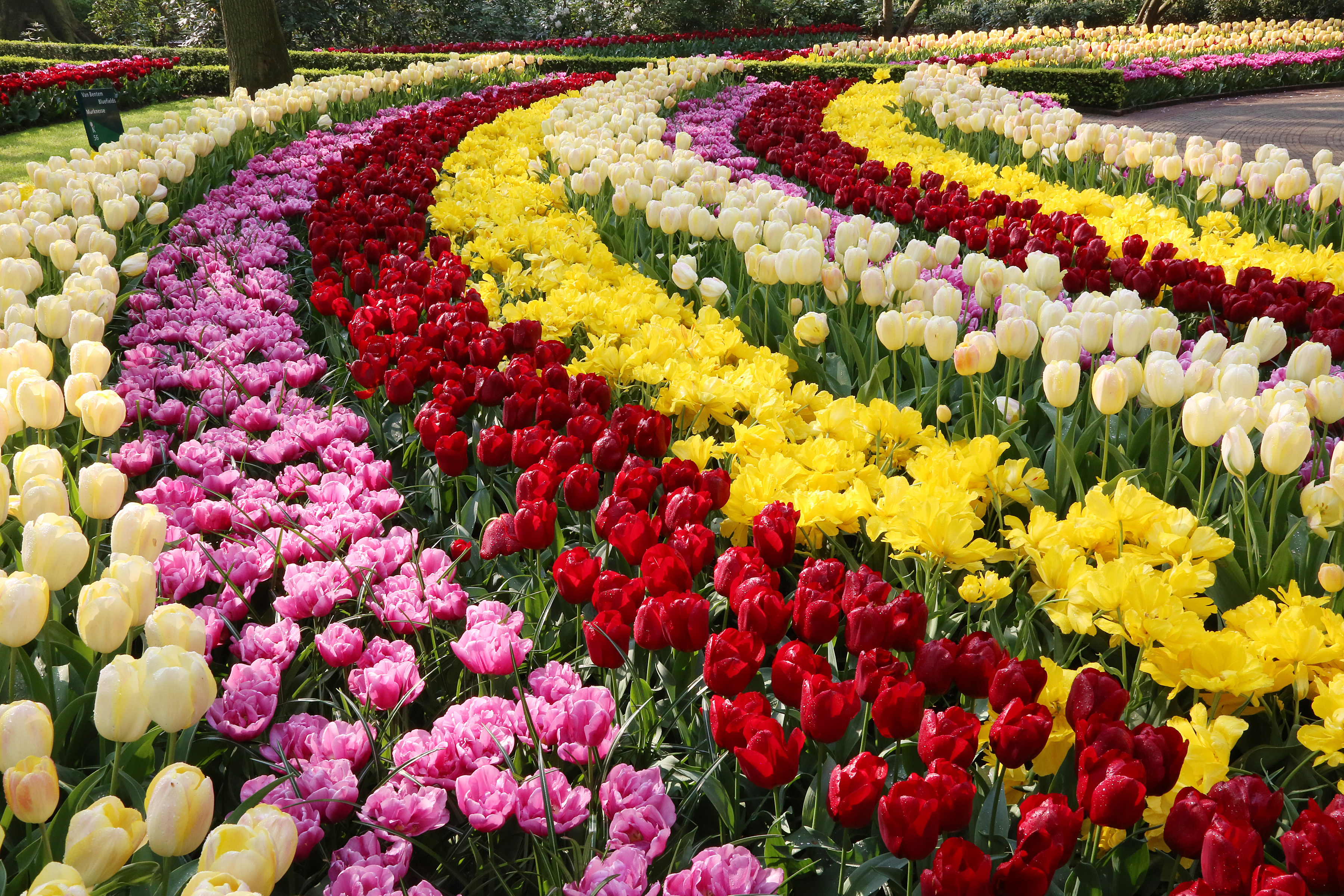 Парад тюльпанов в Никитском Ботаническом саду 2020