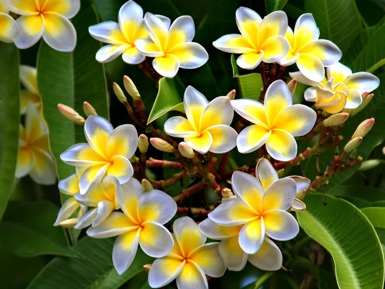 цветы из тайланда