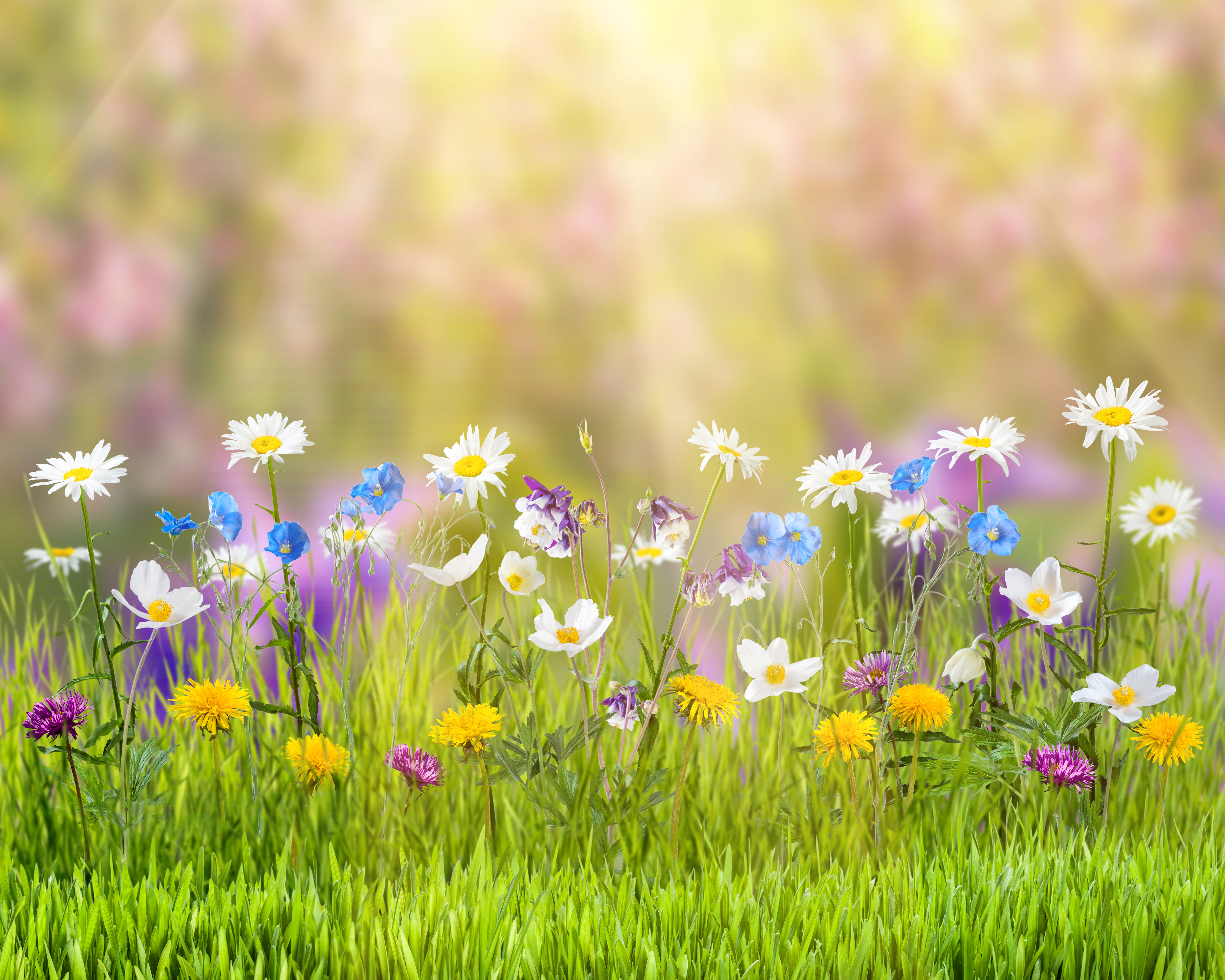 HD desktop wallpaper: Nature, Grass, Flower, Earth, Spring, Sunny, Yellow  Flower, White Flower download free picture #761811