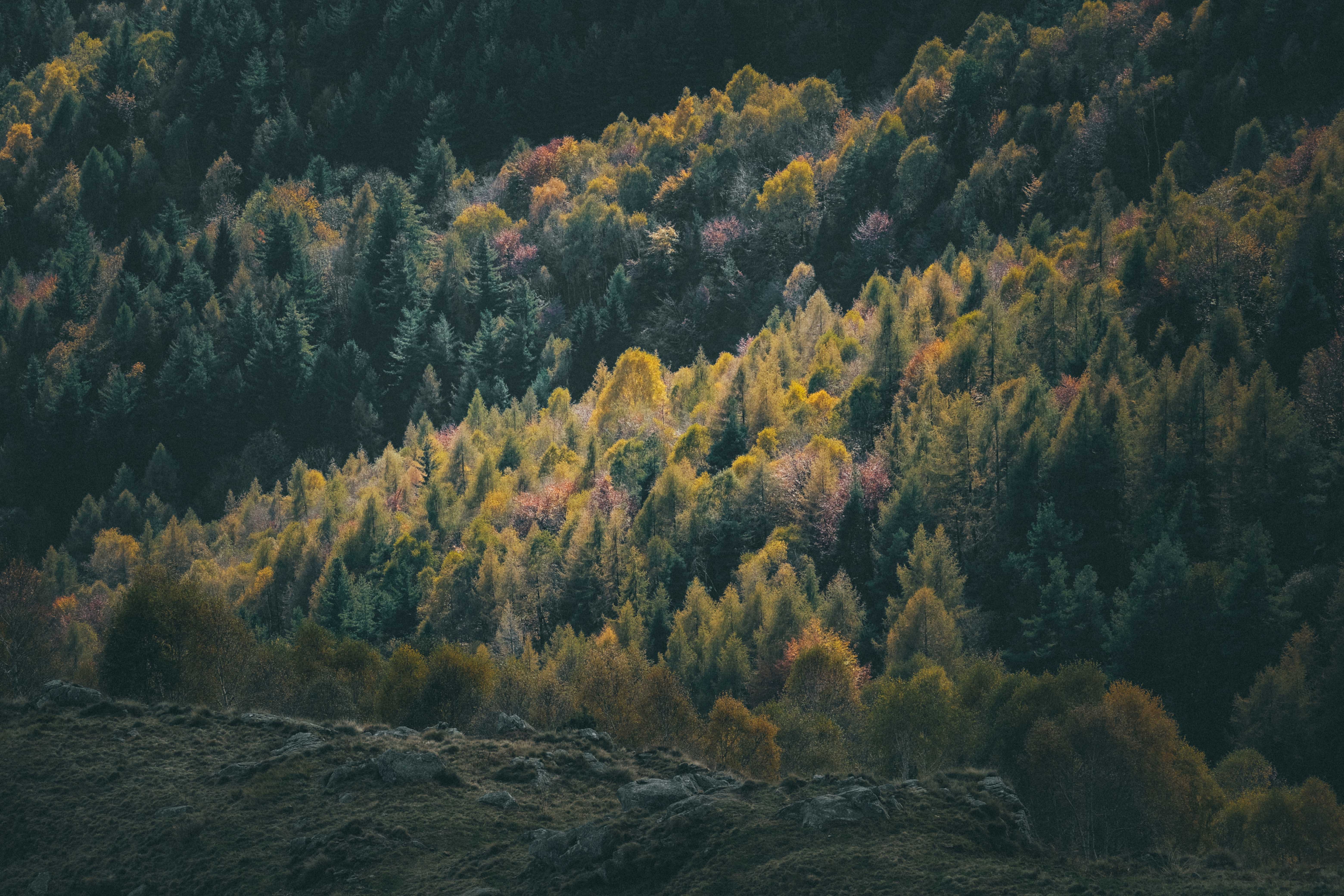 nature, trees, coniferous, forest, hill phone background