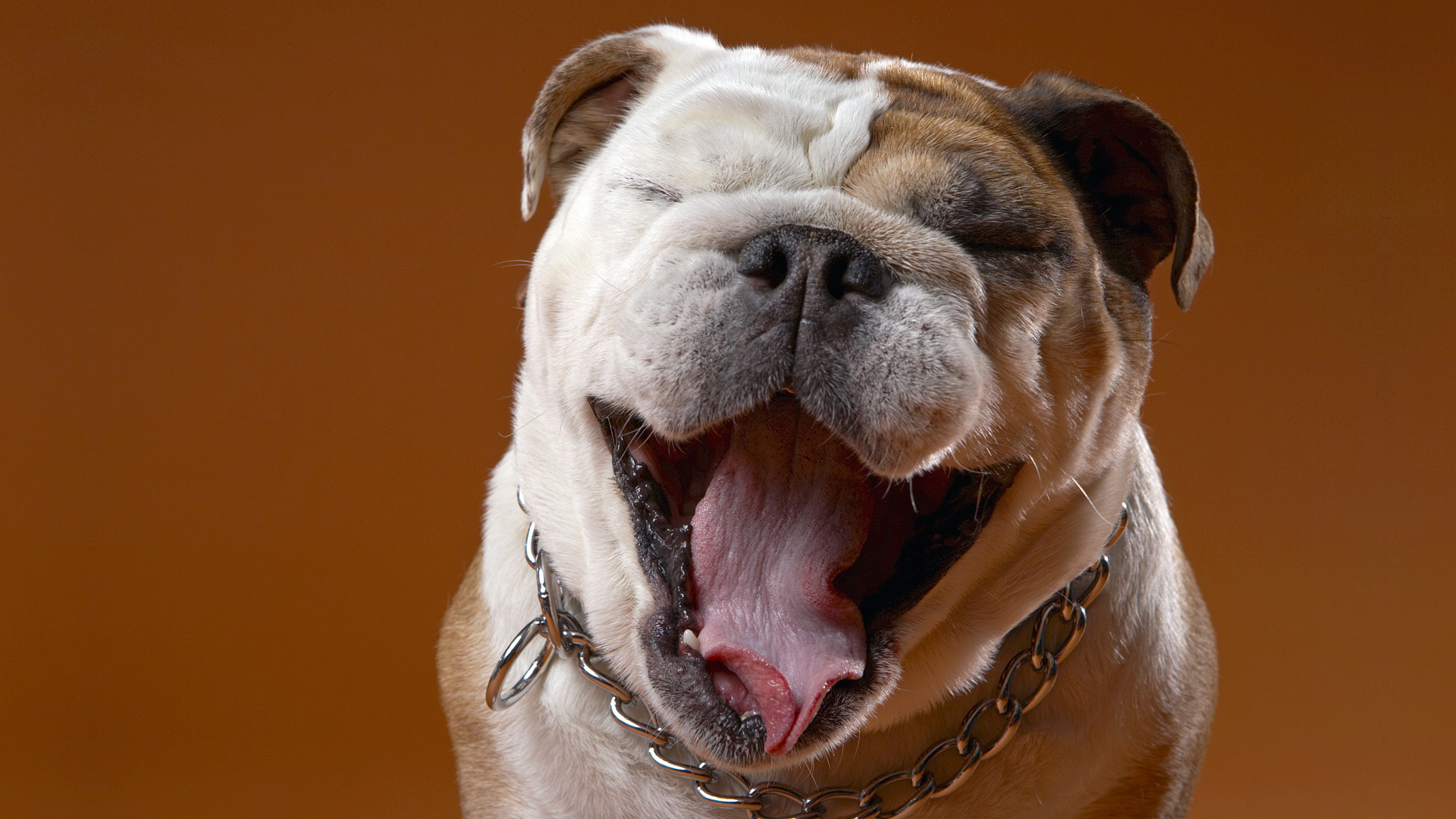 funny, animal, bulldog, dog, face, humor, dogs iphone wallpaper