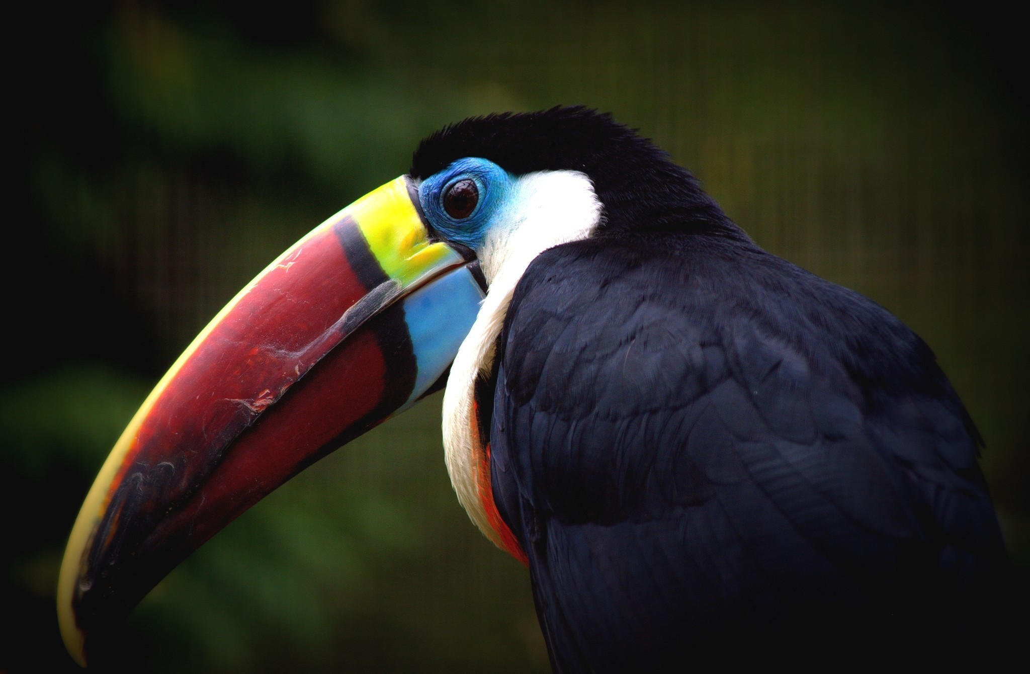 android toucan, animal, birds