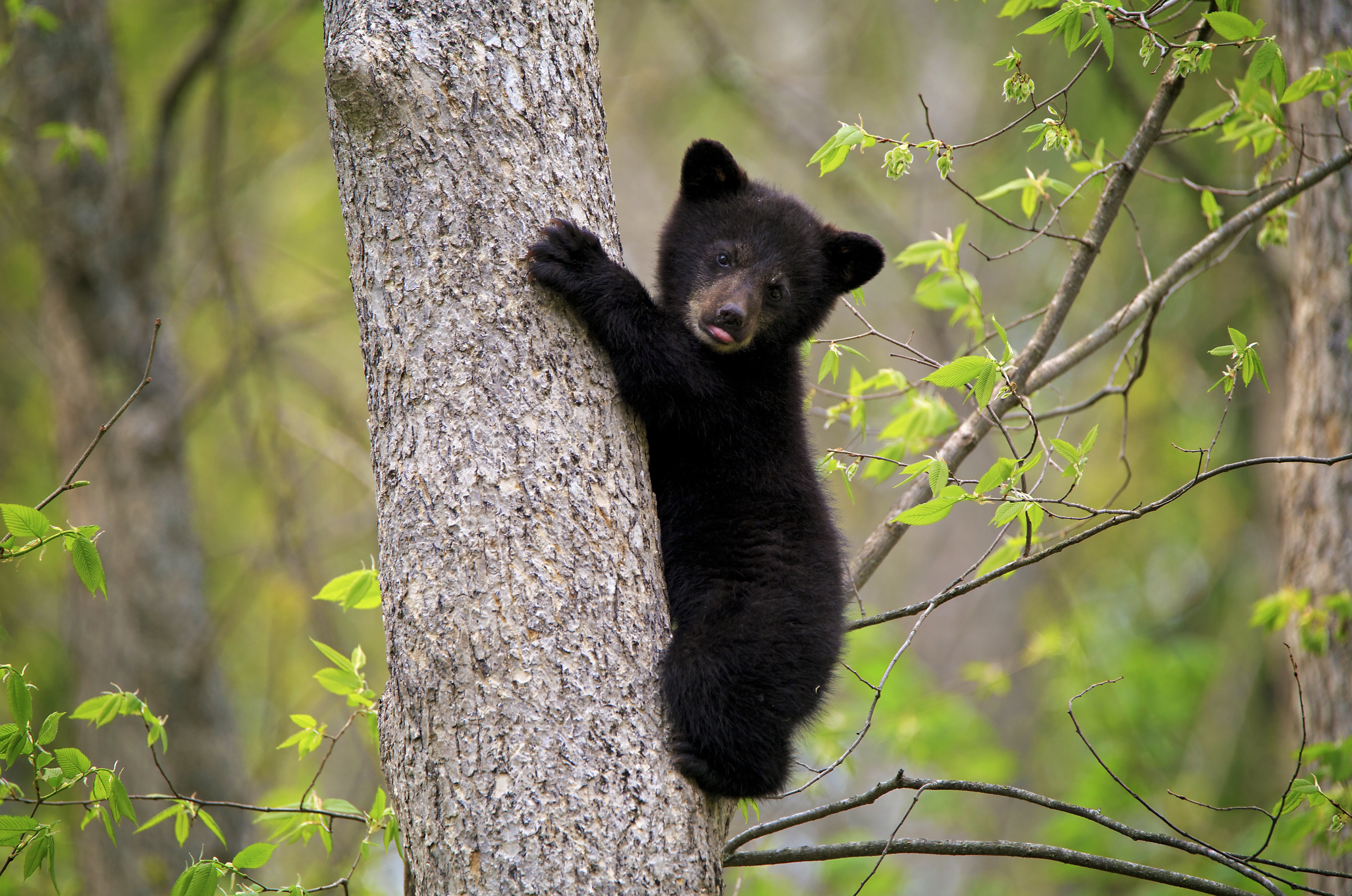 Гималайский медведь на дереве