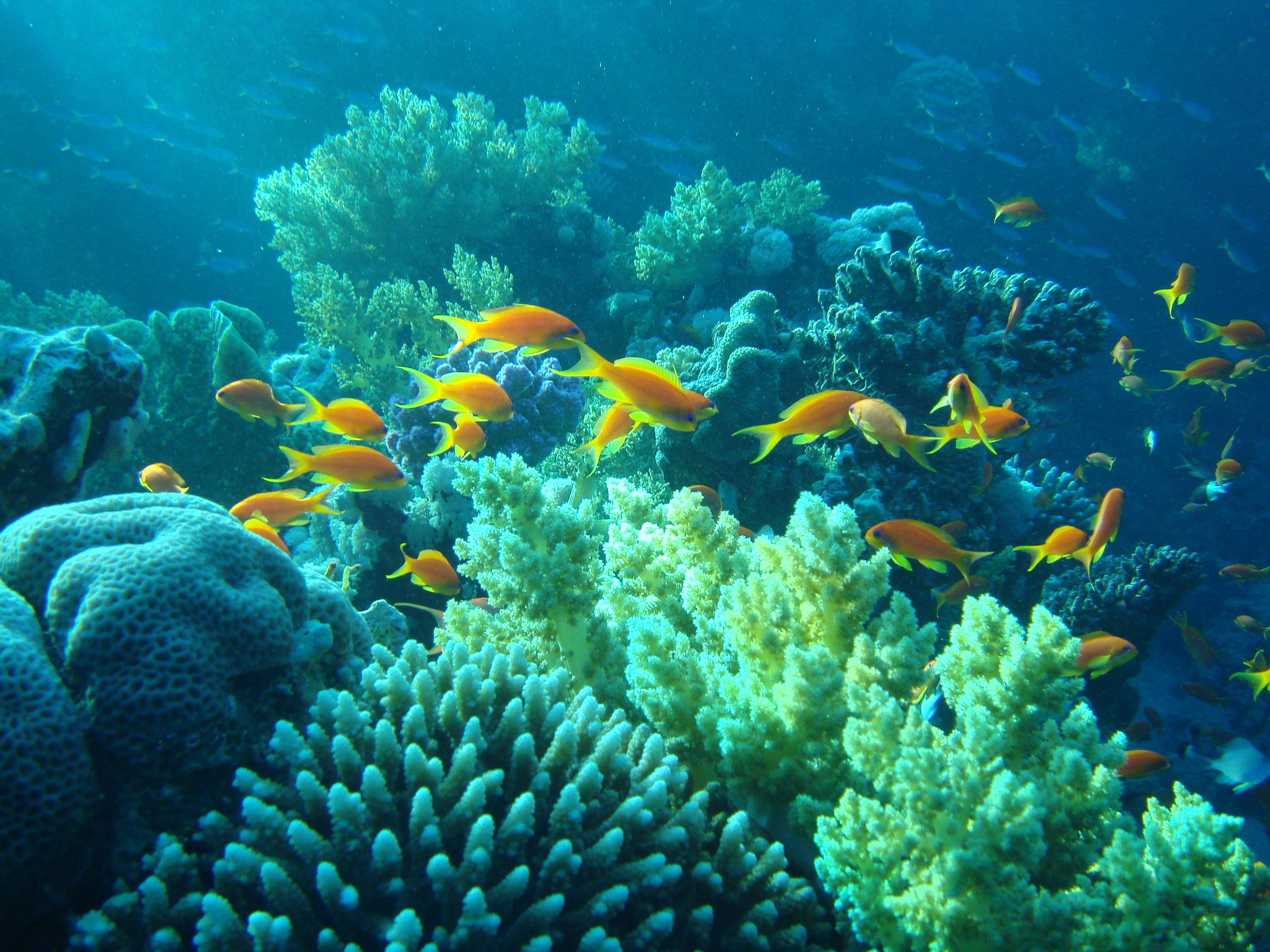 Египет риф подводный мир