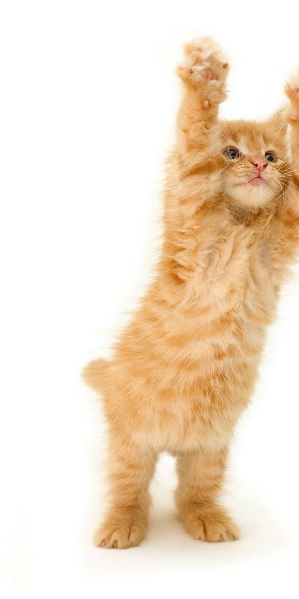 Котики на лапках стоят. Котенок с поднятой лапой. Рыжий котик. Рыжий котенок вверх лапами.