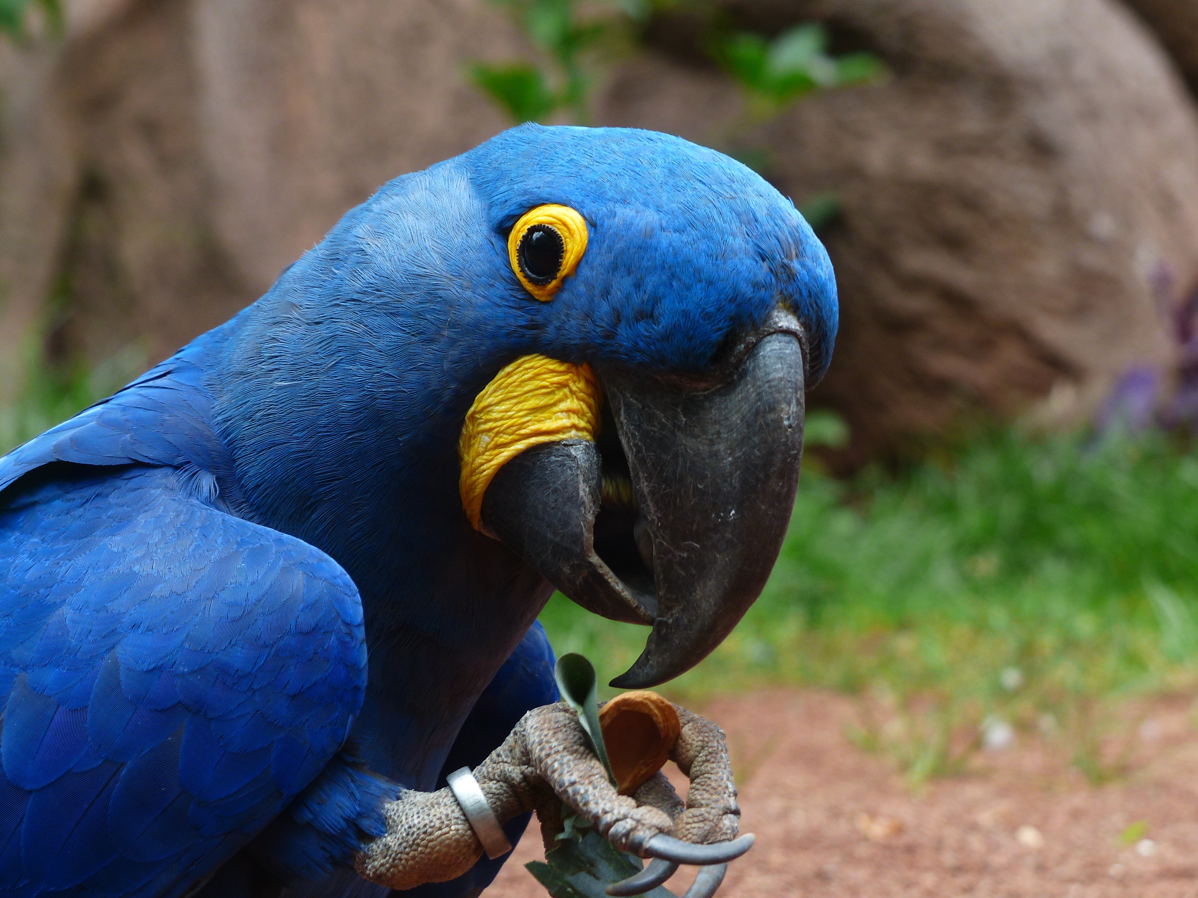 macaw, parrots, animals, bird, beak