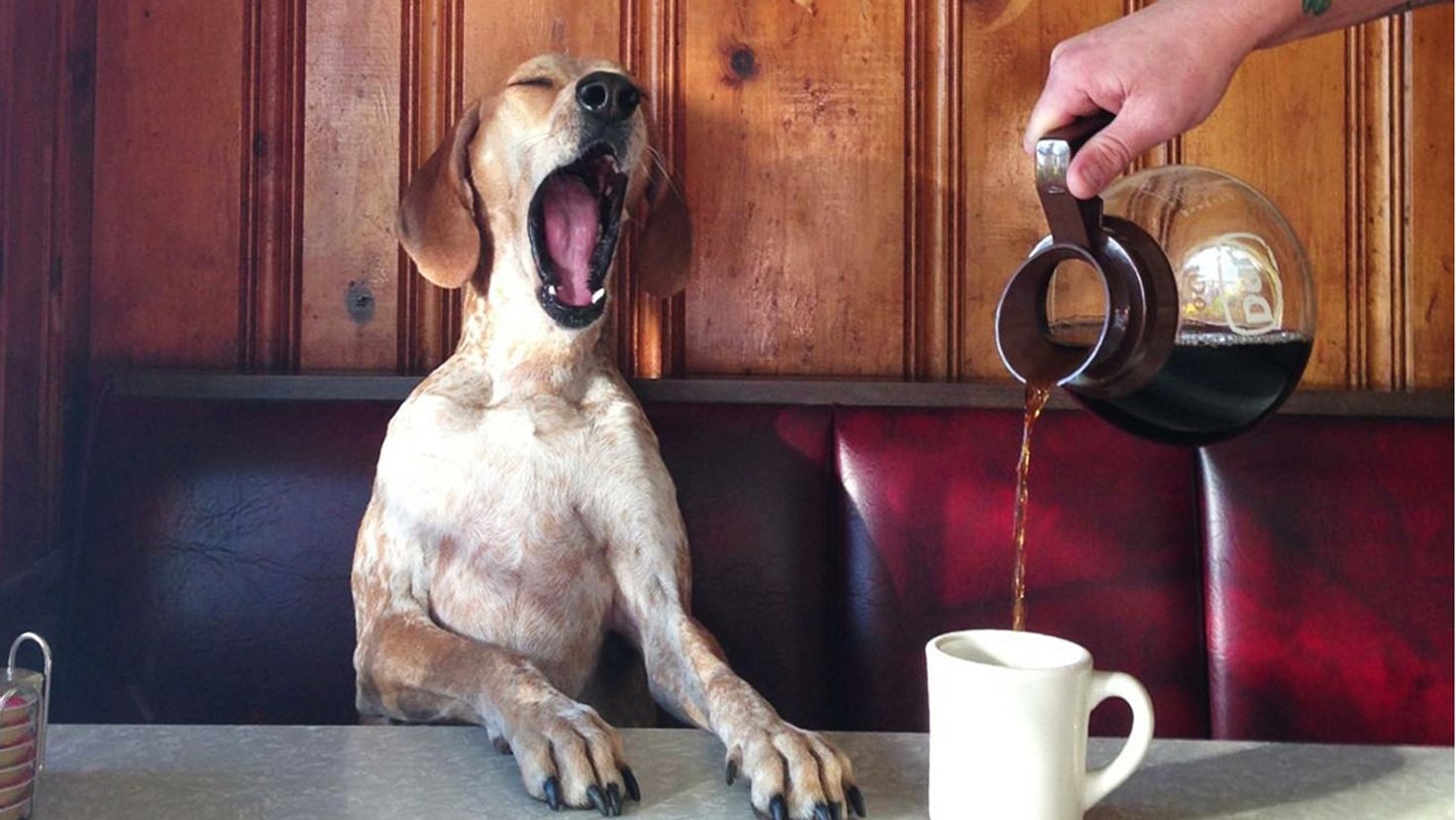 Можно собаке чай. Доброе утро собаки. Собака с кофе. Смешные картинки с добрым утром. Собака с чашкой кофе.