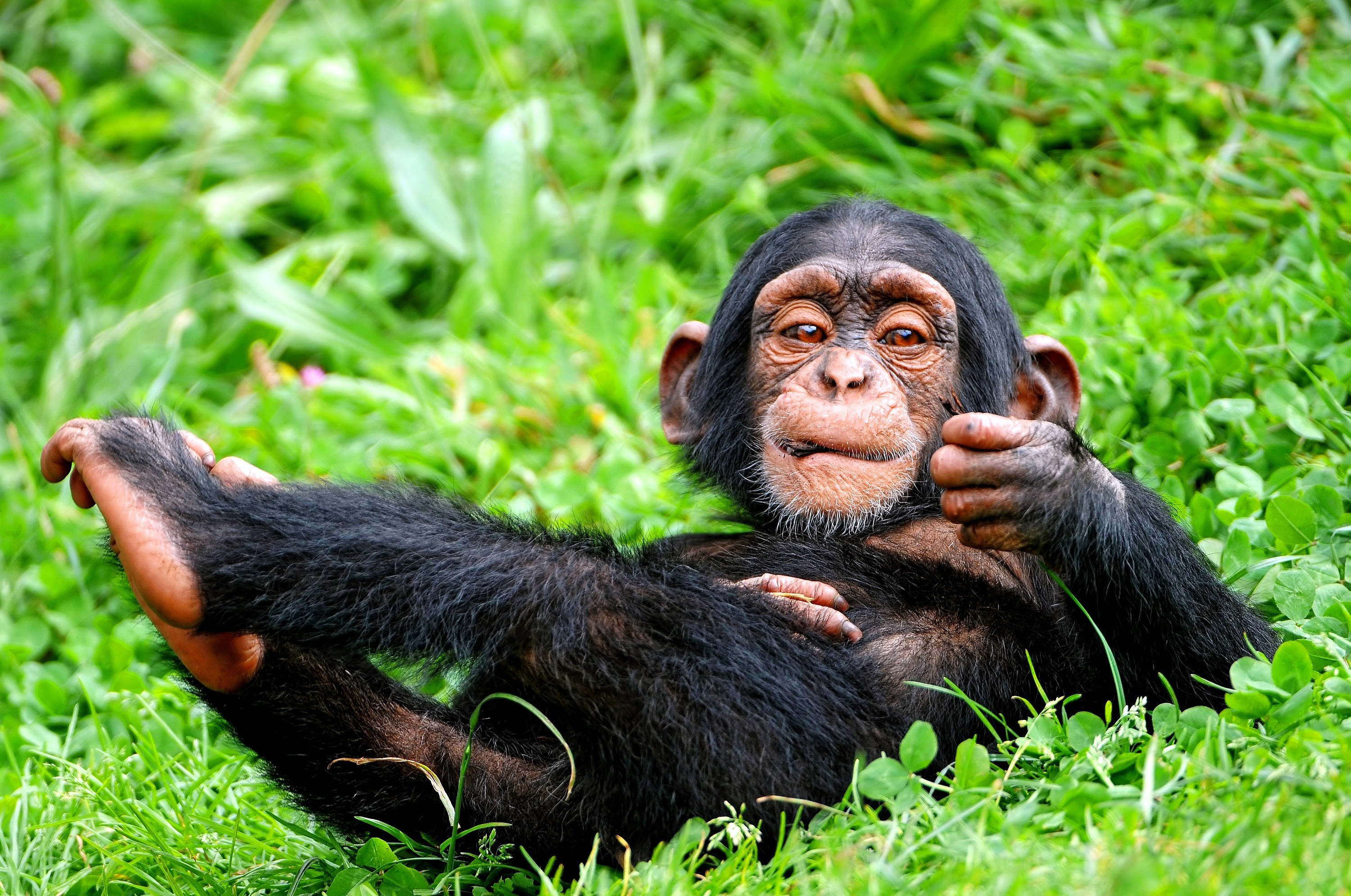 1459086 Bildschirmschoner und Hintergrundbilder Schimpanse auf Ihrem Telefon. Laden Sie  Bilder kostenlos herunter