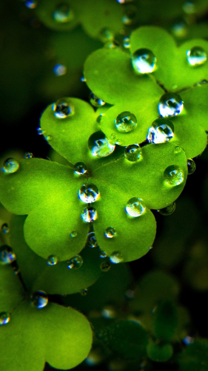  Shamrock HD Android Wallpapers