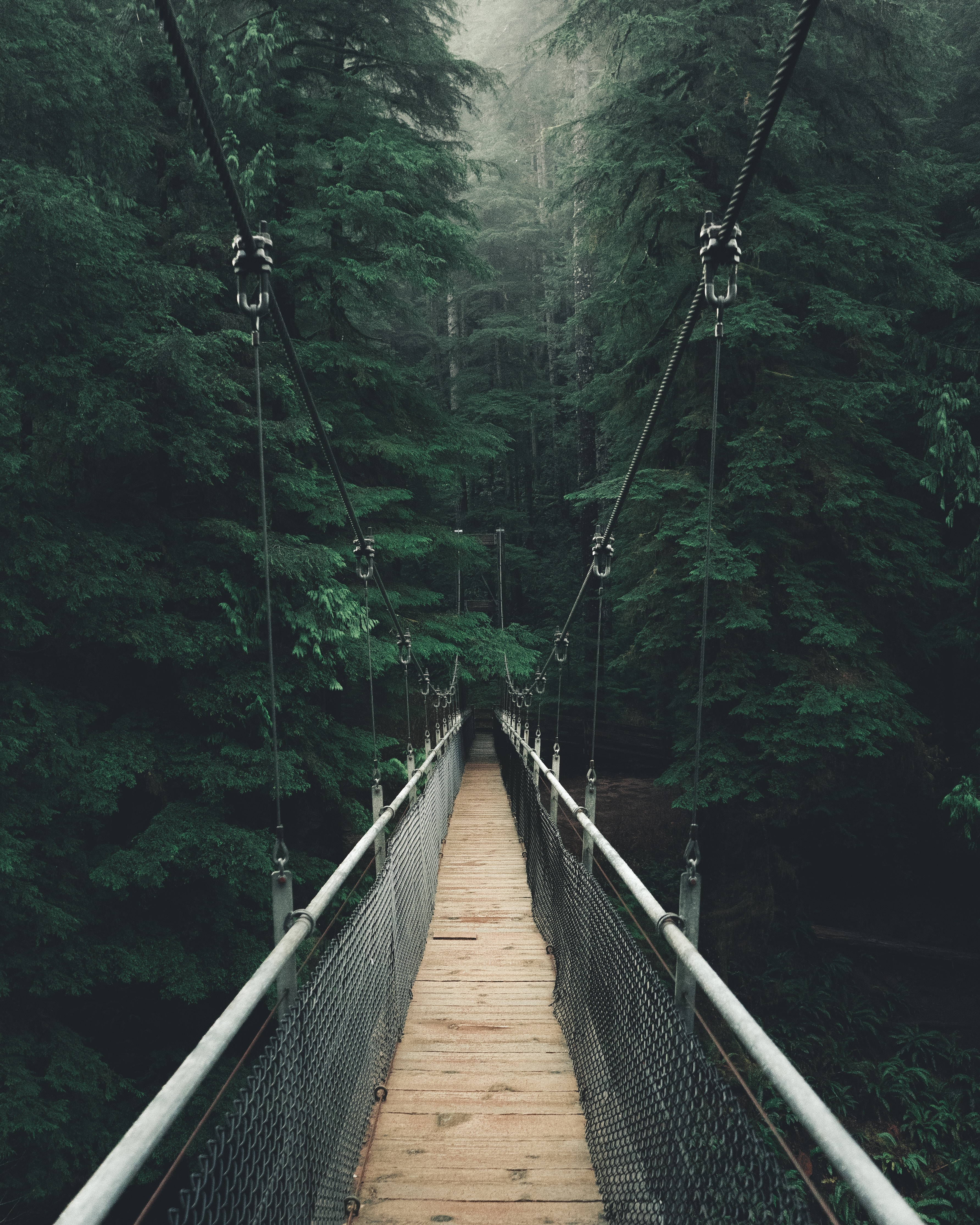 nature, bridge, forest, fog, cable bridge, rope bridge, suspension bridge phone background