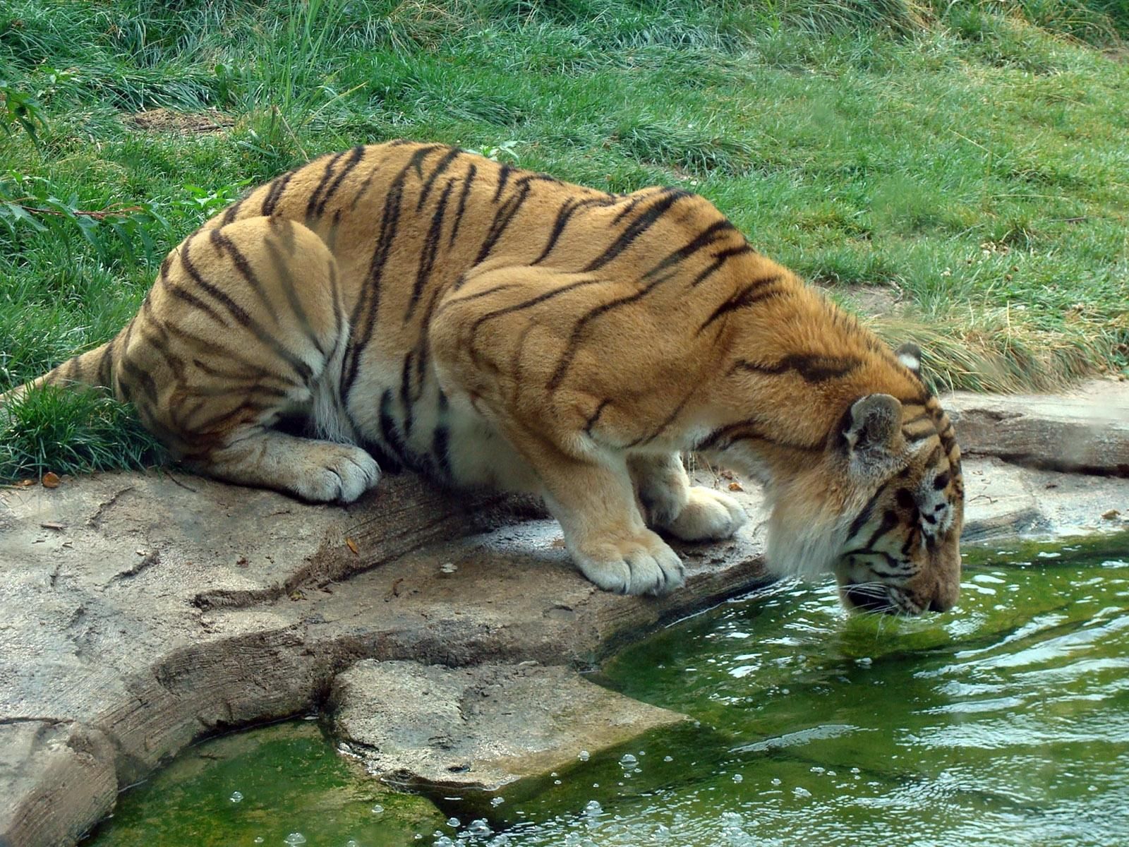 59027 скачать картинку животные, вода, трава, камни, большая кошка, тигр, пить, жажда - обои и заставки бесплатно