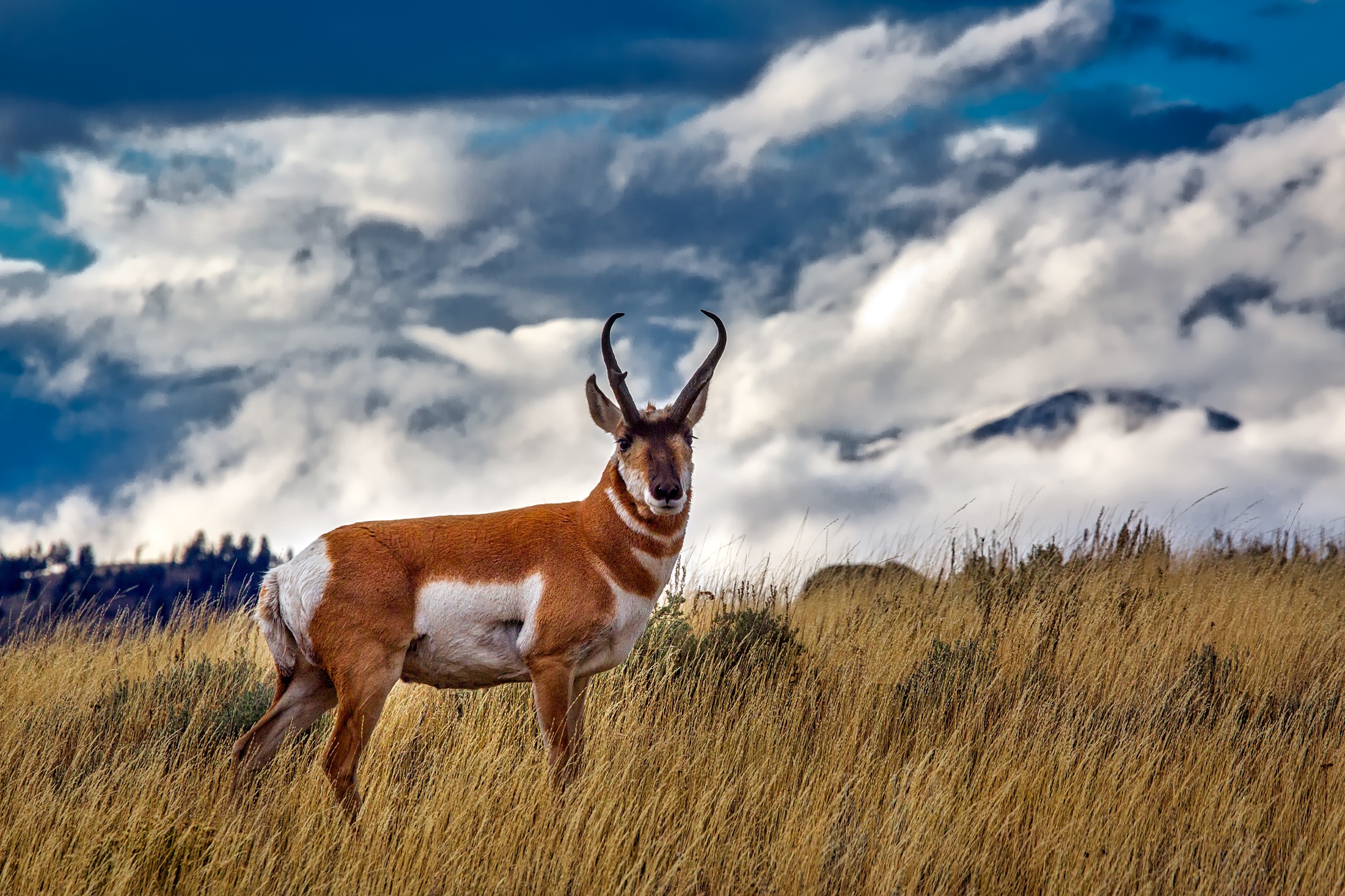 779258 Hintergrundbild herunterladen tiere, antilope, gabelbock - Bildschirmschoner und Bilder kostenlos