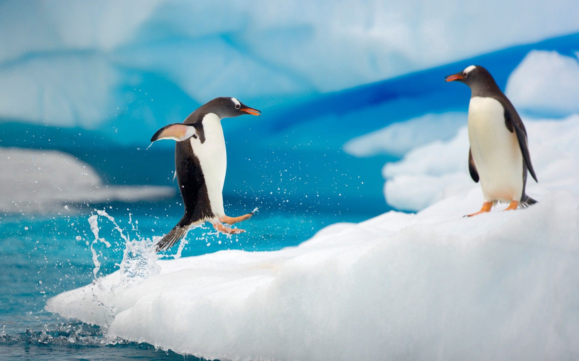 無料モバイル壁紙動物, 雪, カップル, 双, 跳ねる 弾む, 跳ねる, 北極, 南極大陸, 氷, ペンギンをダウンロードします。