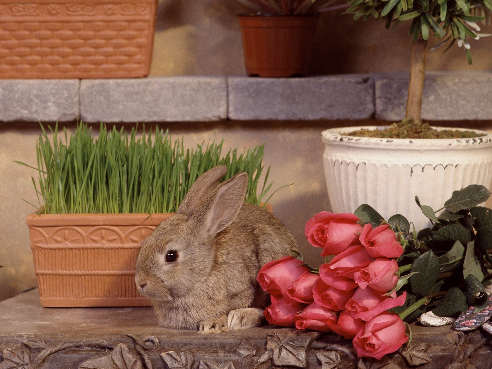 rabbits, roses, animals, flowers