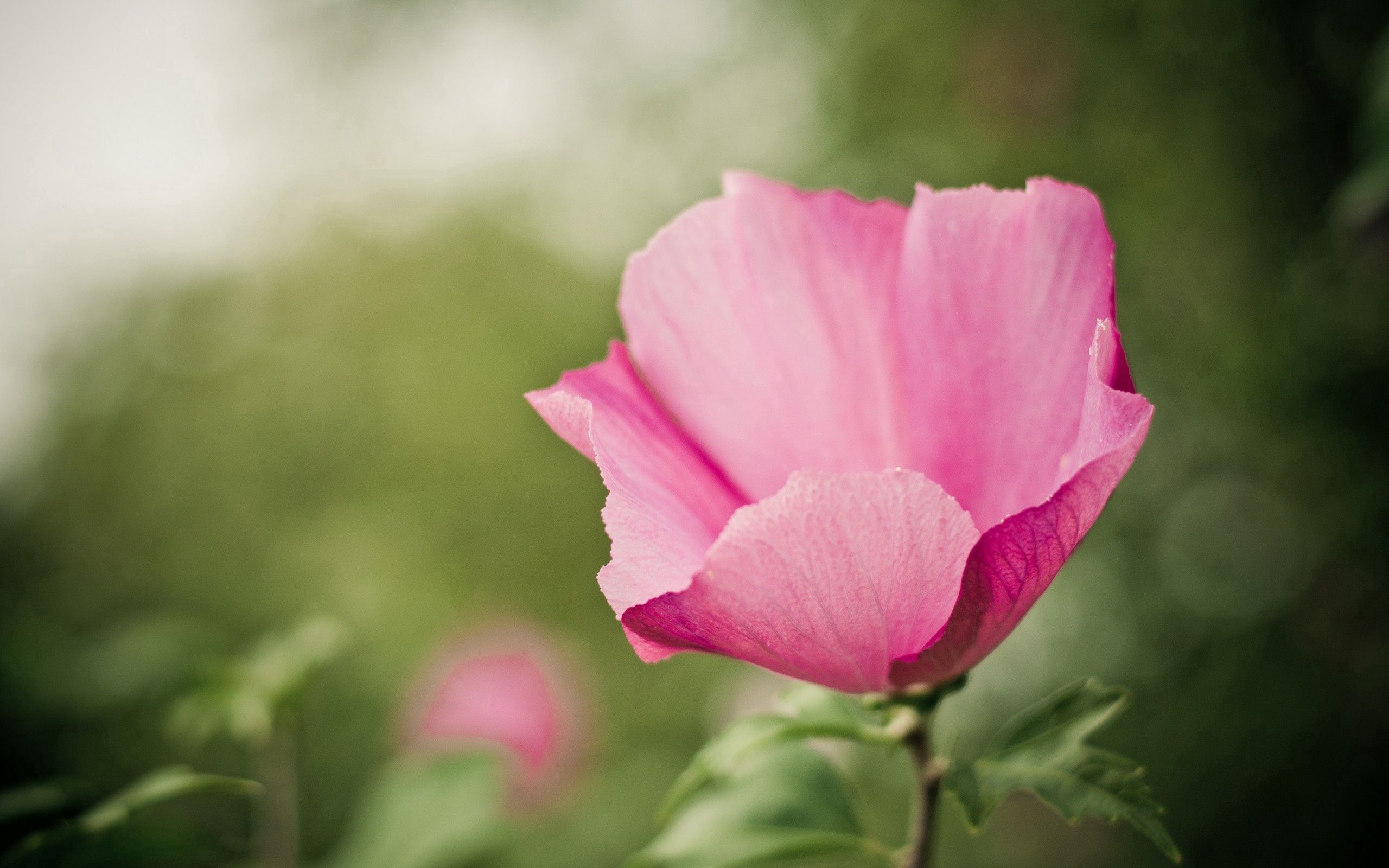 Download background flower, pink, macro, petals, tenderness