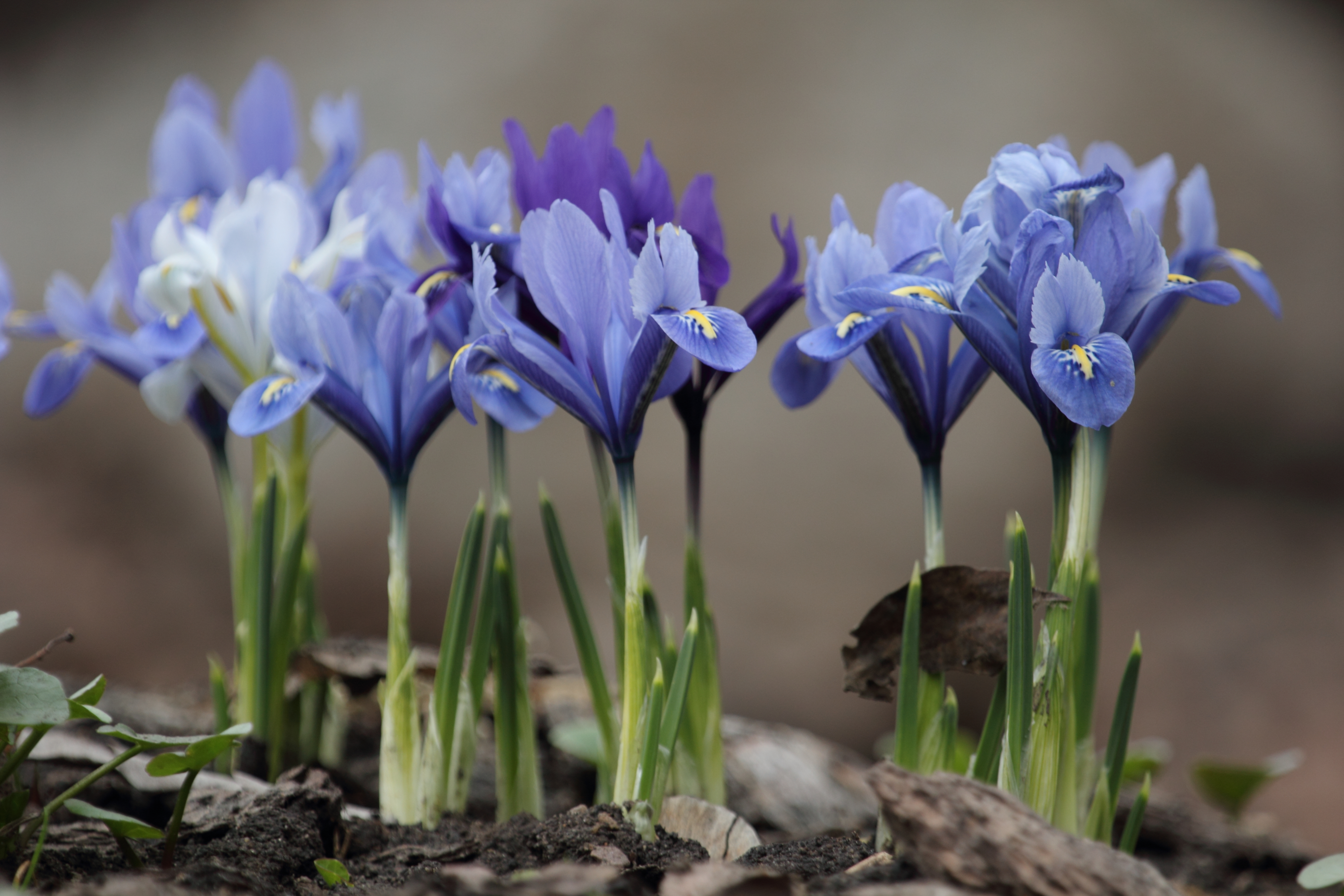 spring, purple flower, earth, flower, nature, flowers
