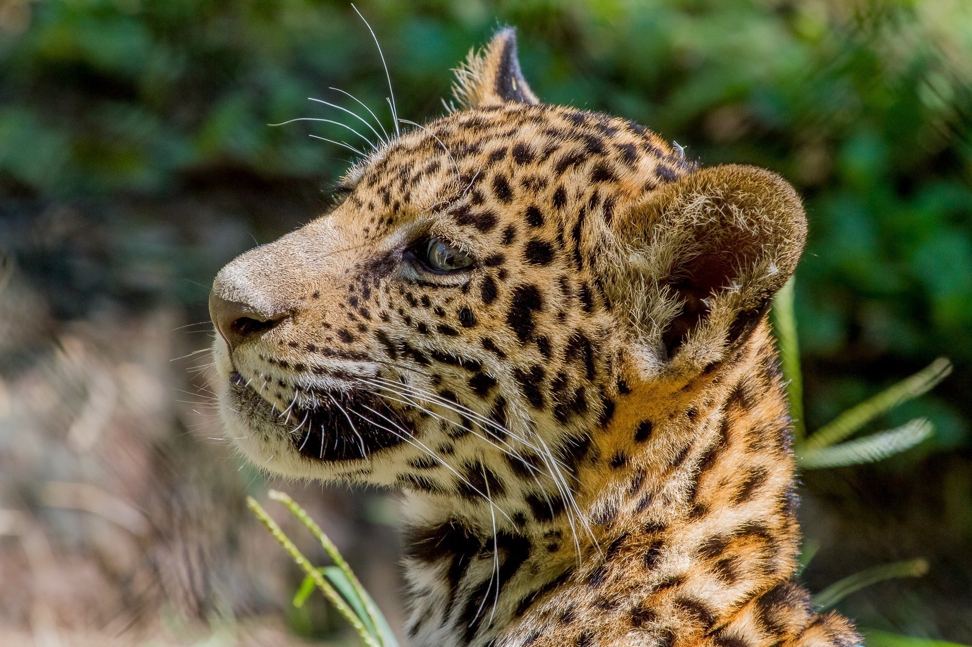 60564 Bild herunterladen tiere, jaguar, junge, kätzchen, schnauze, raubtier, predator, wilde katze, wildkatze, joey, profil - Hintergrundbilder und Bildschirmschoner kostenlos
