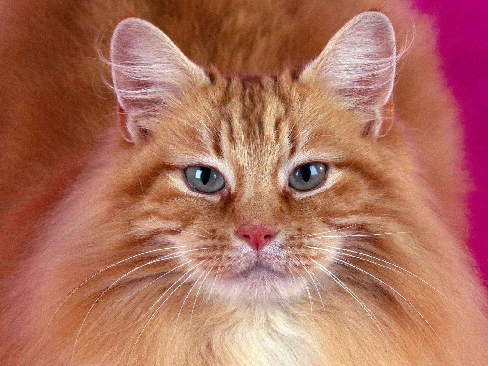 Download mobile wallpaper Fluffy, Animals, Muzzle, Cat for free.