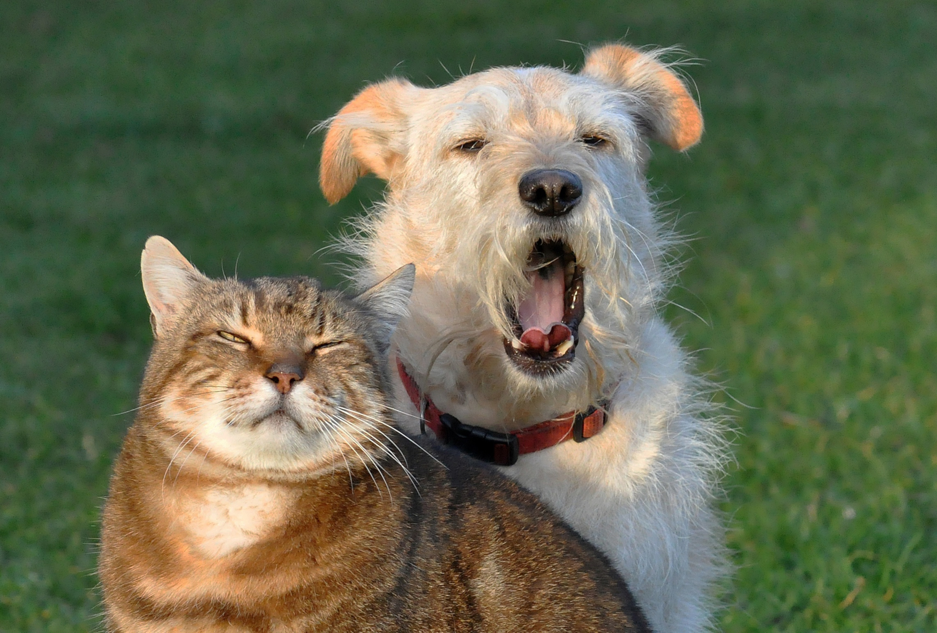 Смешные картинки собак и кошек