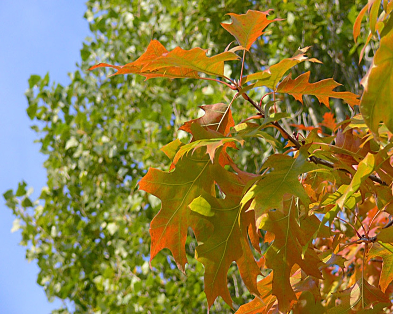 Листья осенью деревьев большие в Сочи