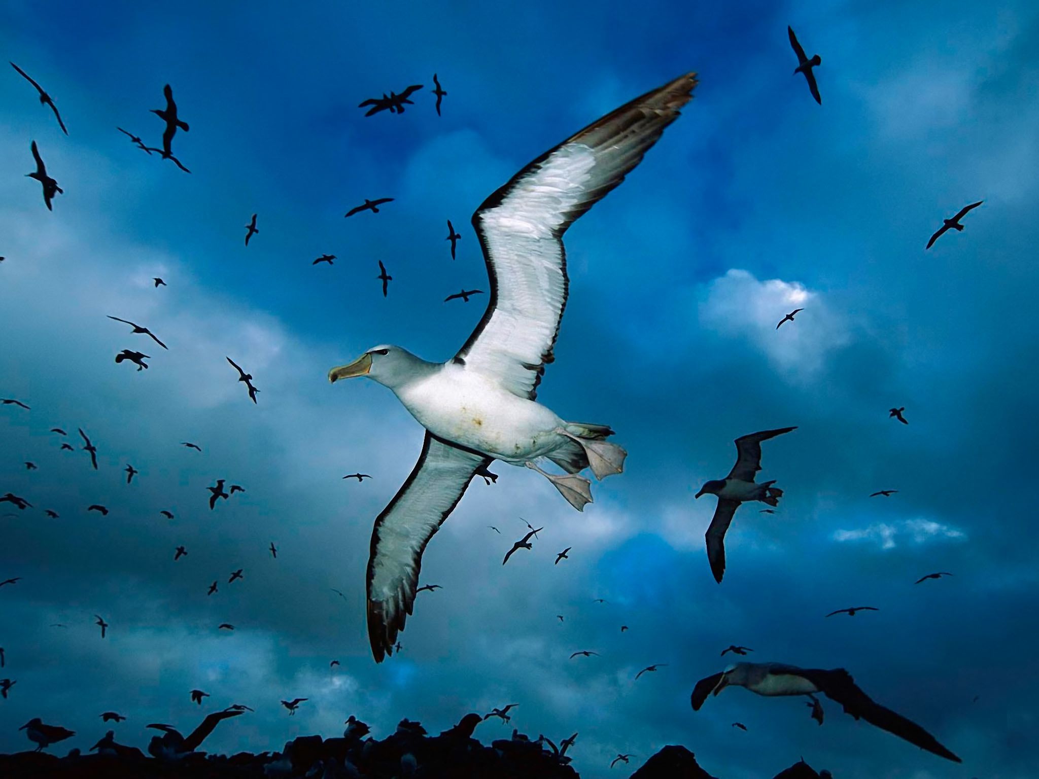 animal, albatross, bird, flying HD wallpaper