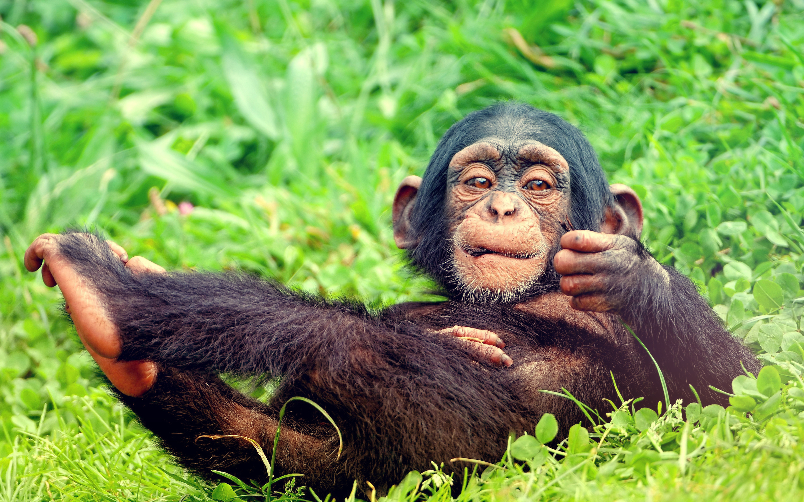 1458586 Bild herunterladen tiere, schimpanse - Hintergrundbilder und Bildschirmschoner kostenlos