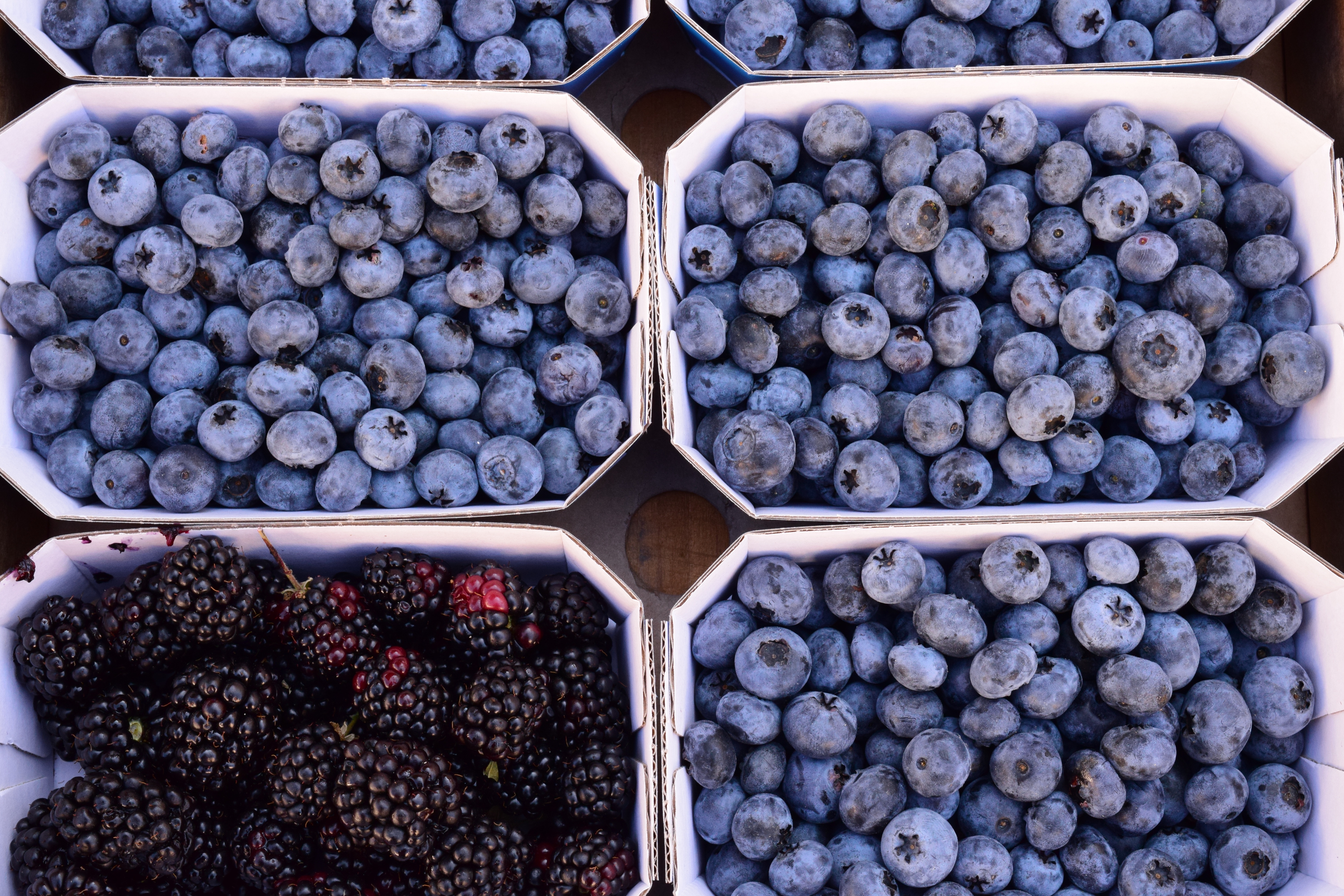 Download mobile wallpaper Food, Blackberry, Berries, Bilberries for free.