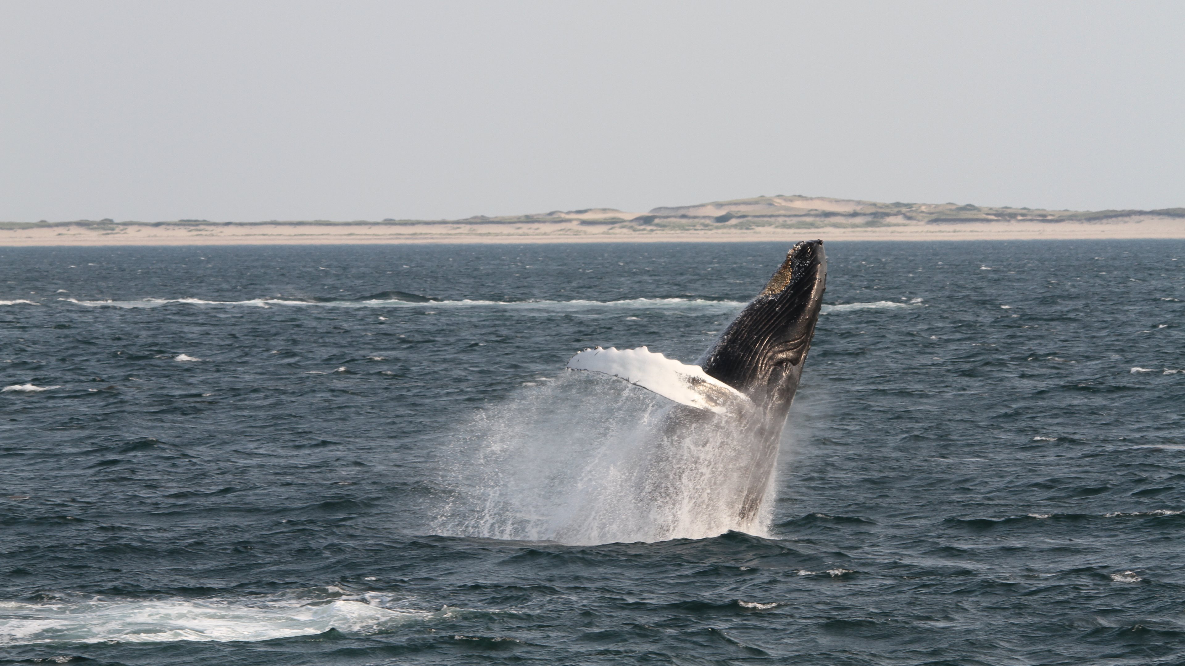 617534 скачать картинку животные, горбатый кит - обои и заставки бесплатно