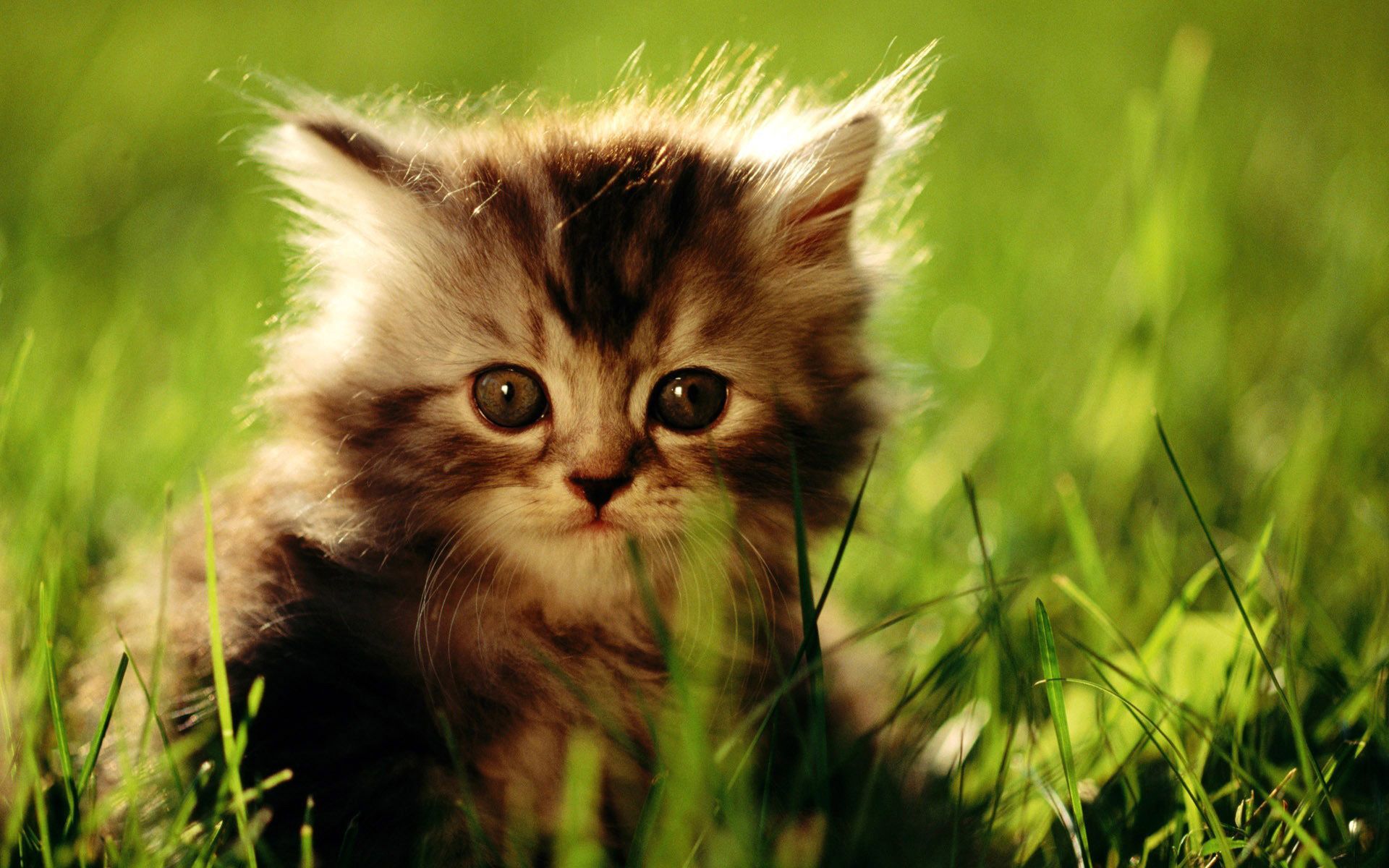 Descarga gratuita de fondo de pantalla para móvil de Gatos, Animales.