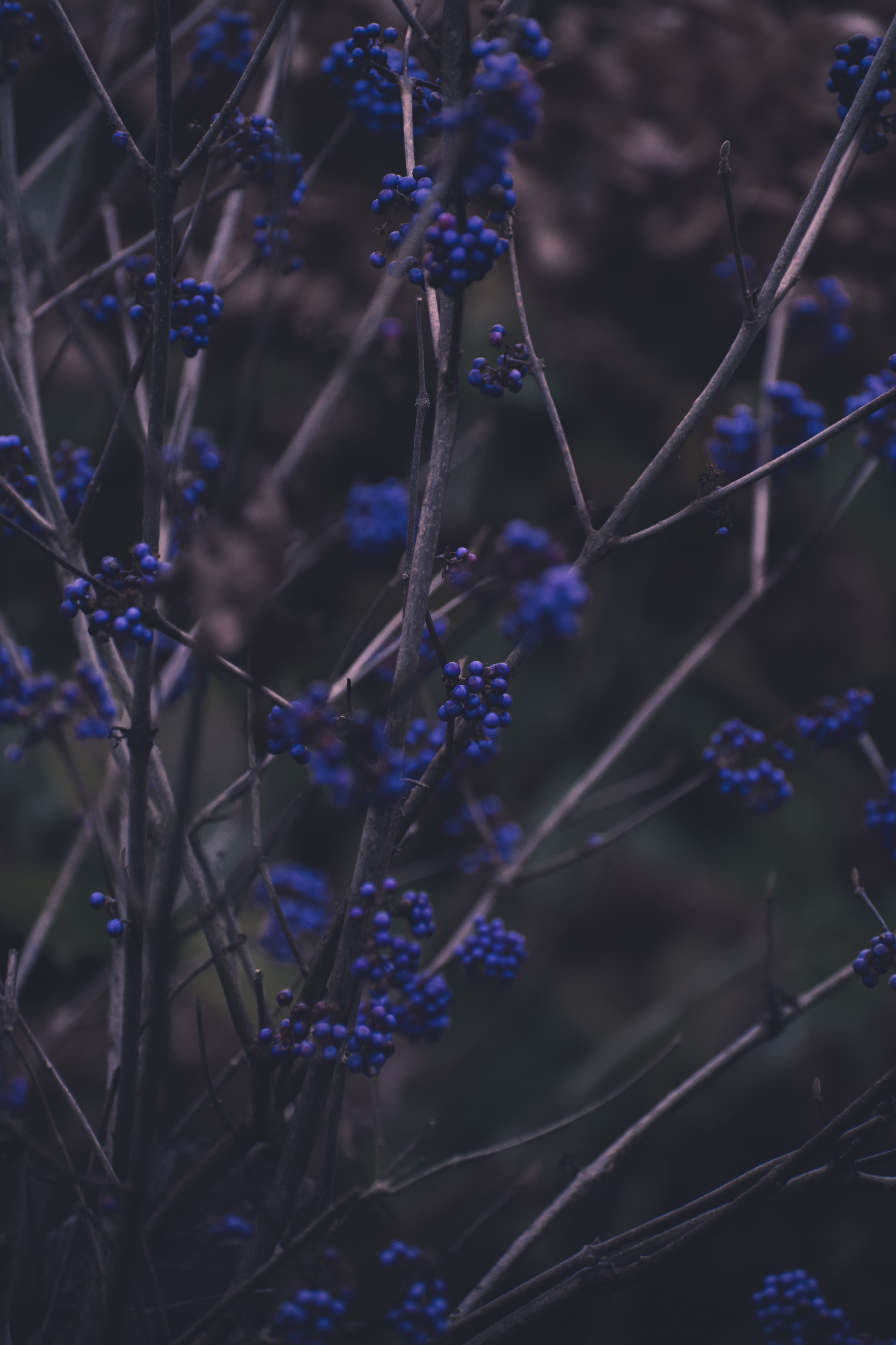 plant, blue, nature, berries, branches Full HD