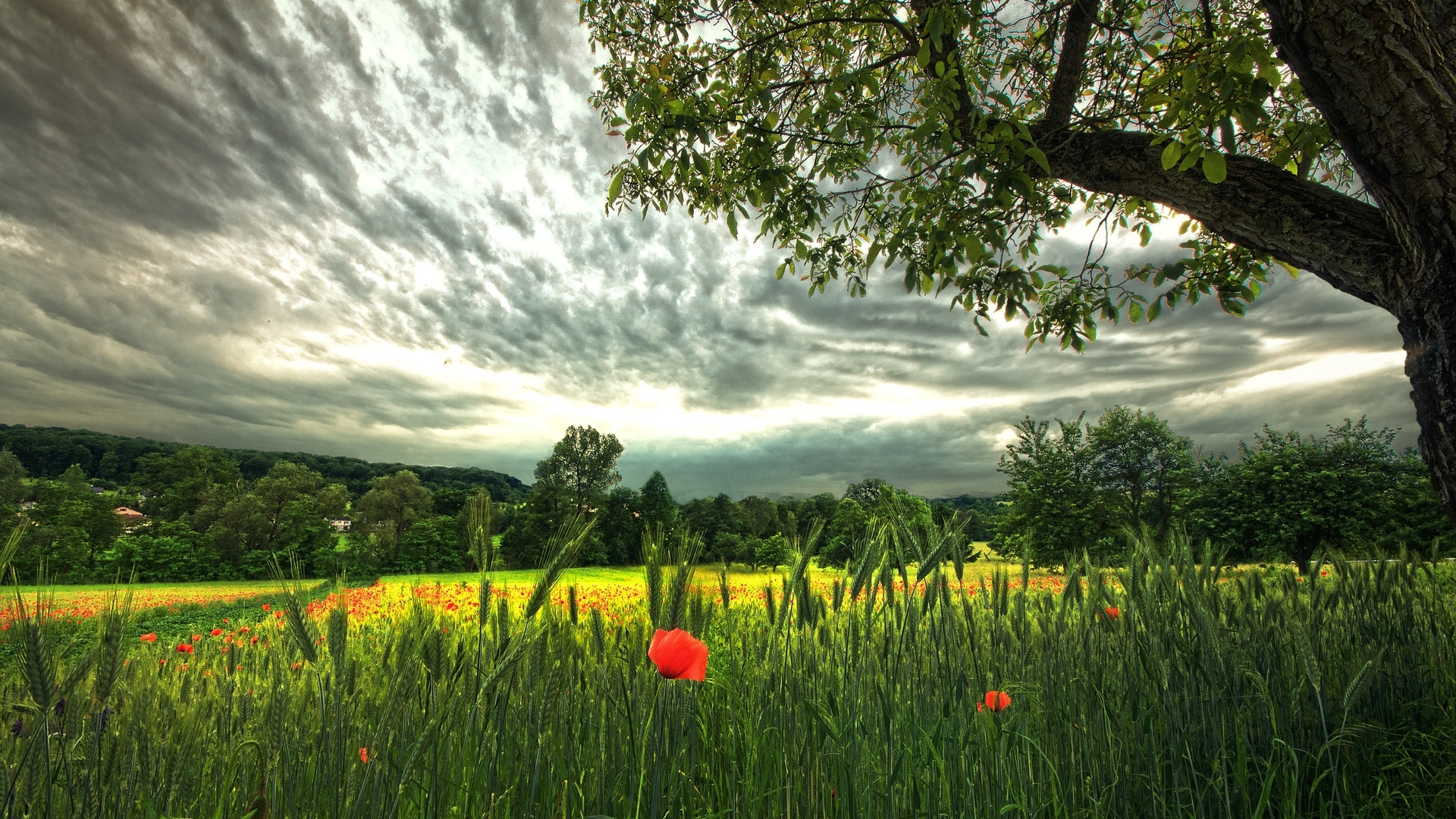 Download mobile wallpaper Landscape, Nature, Fields for free.