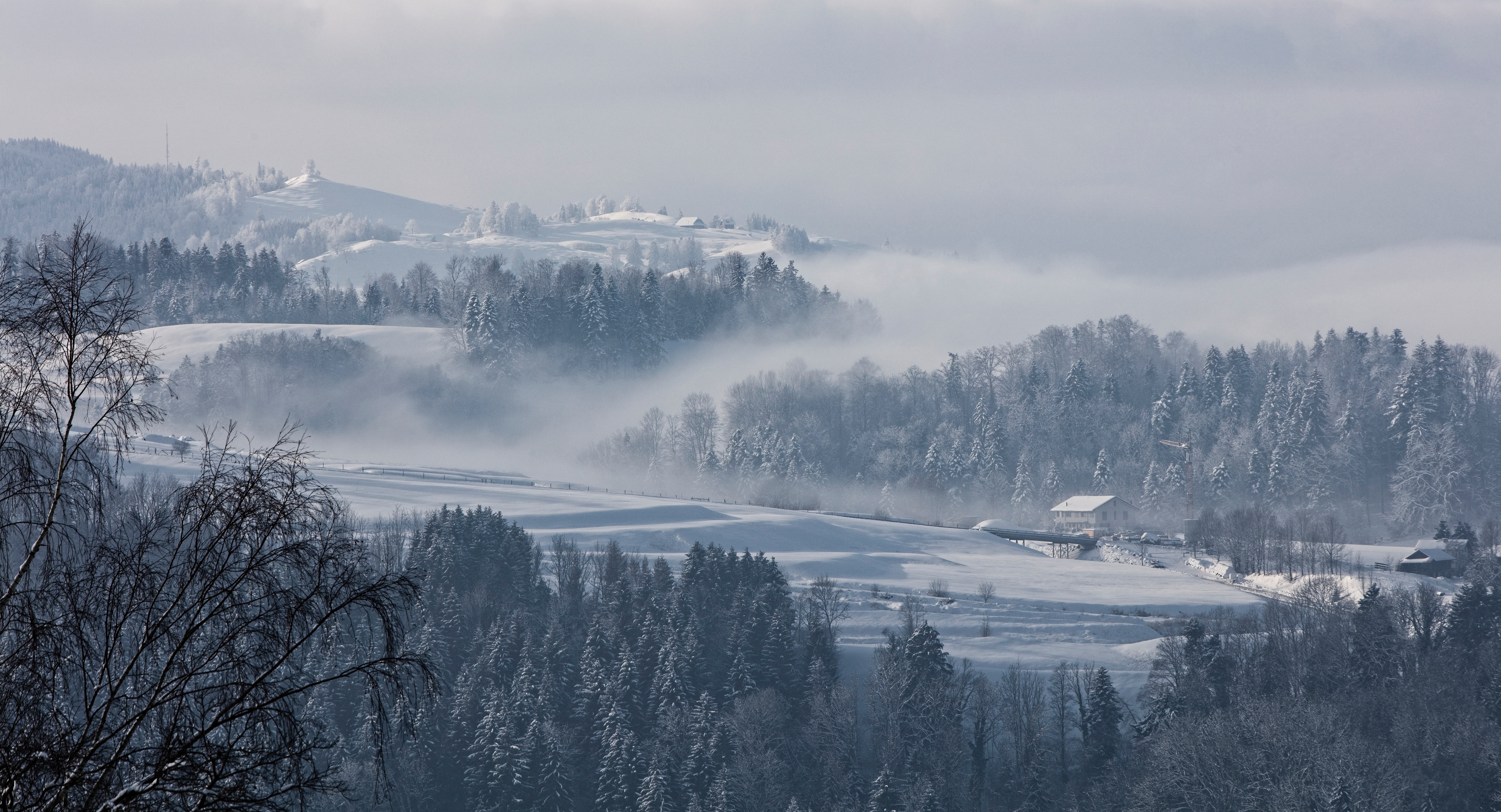 Laden Sie das Bäume, Nebel, Fir, Tanne, Natur, Schnee, Schweiz, Winter-Bild kostenlos auf Ihren PC-Desktop herunter
