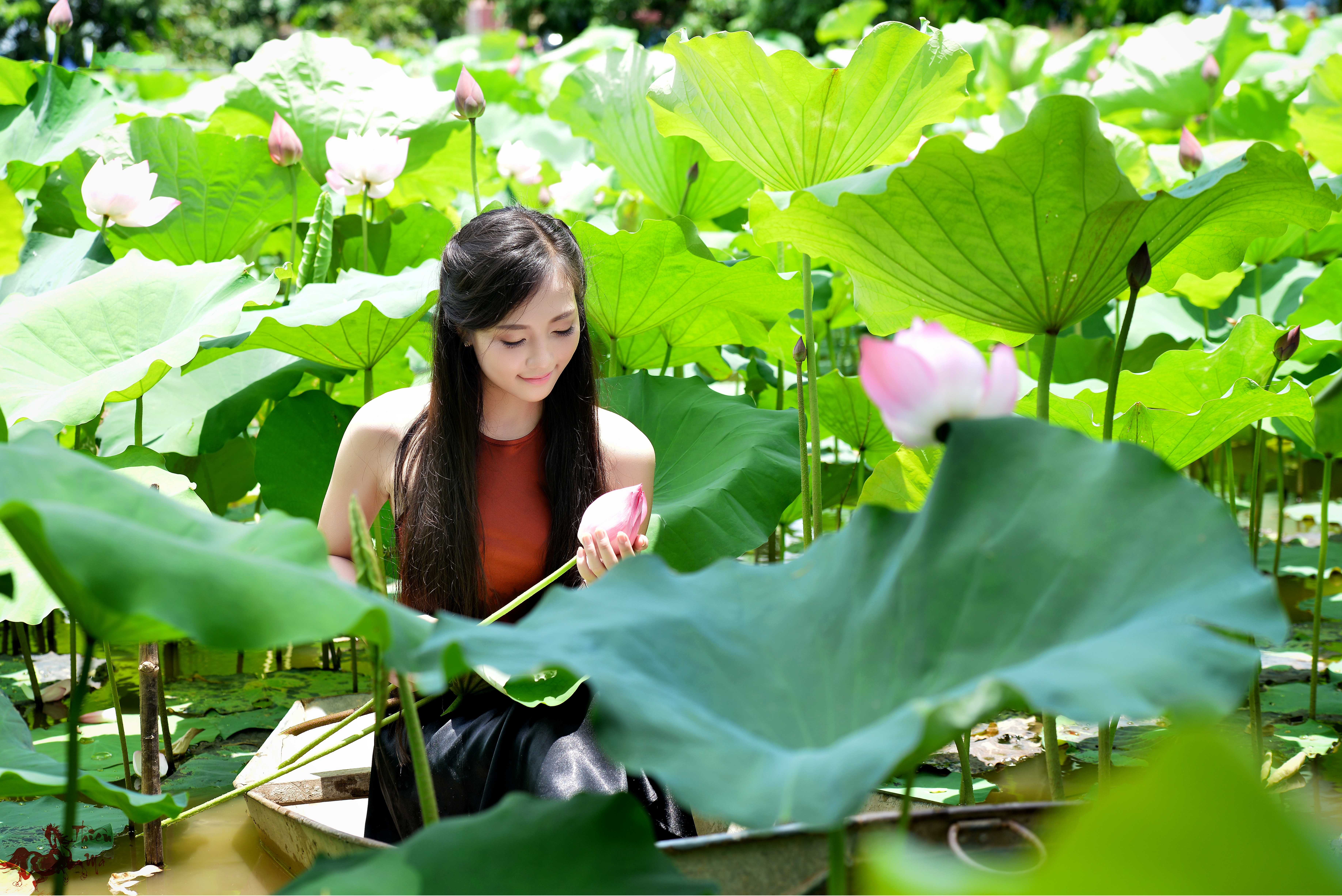 1523139 免費下載壁紙 女性, 亚洲, 船, 花, 叶子, 莲花, 池塘, 微笑, 阳光, 越南语 屏保和圖片