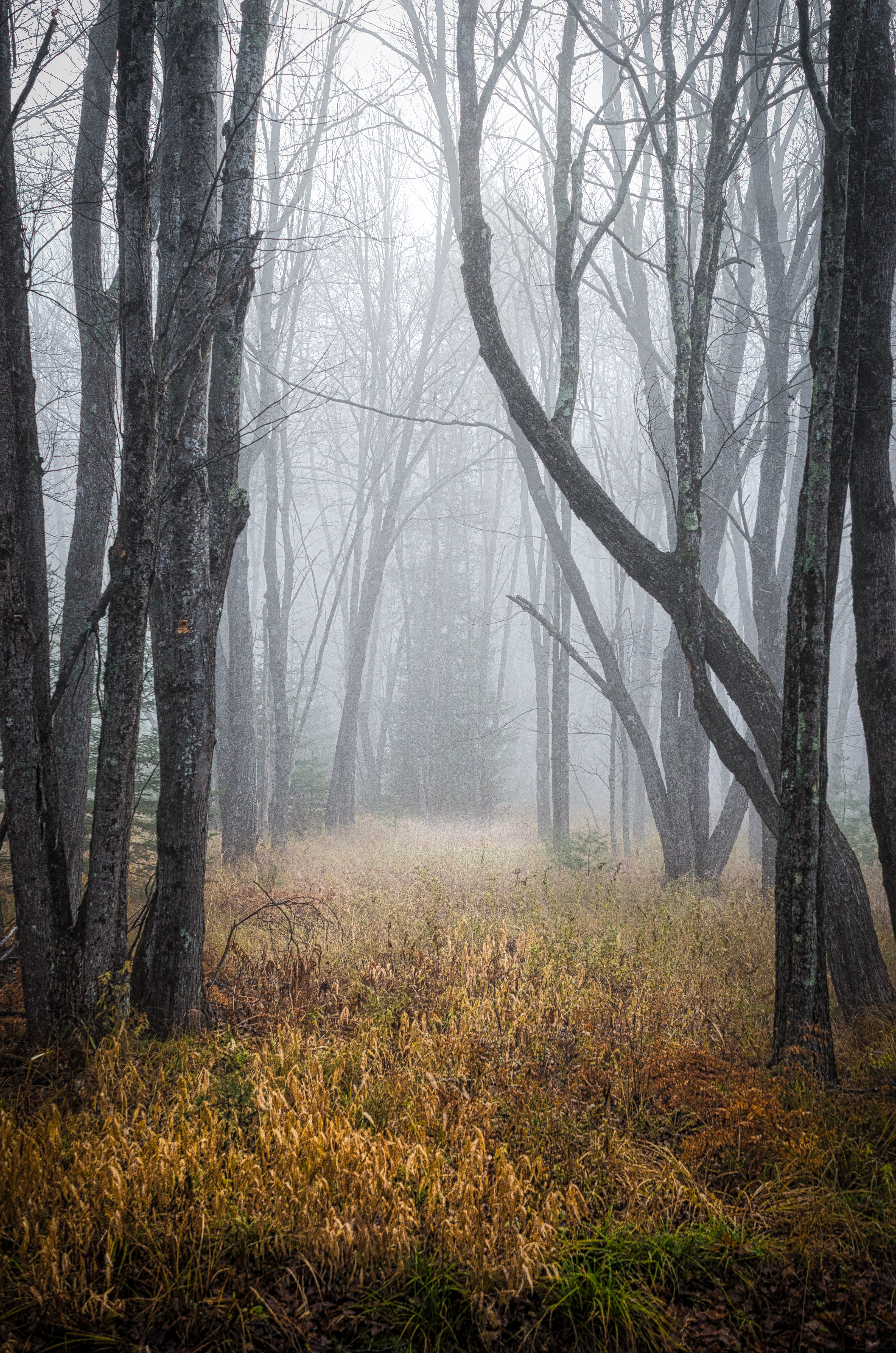 Mobile wallpaper fog, dry, trees, forest, nature, grass