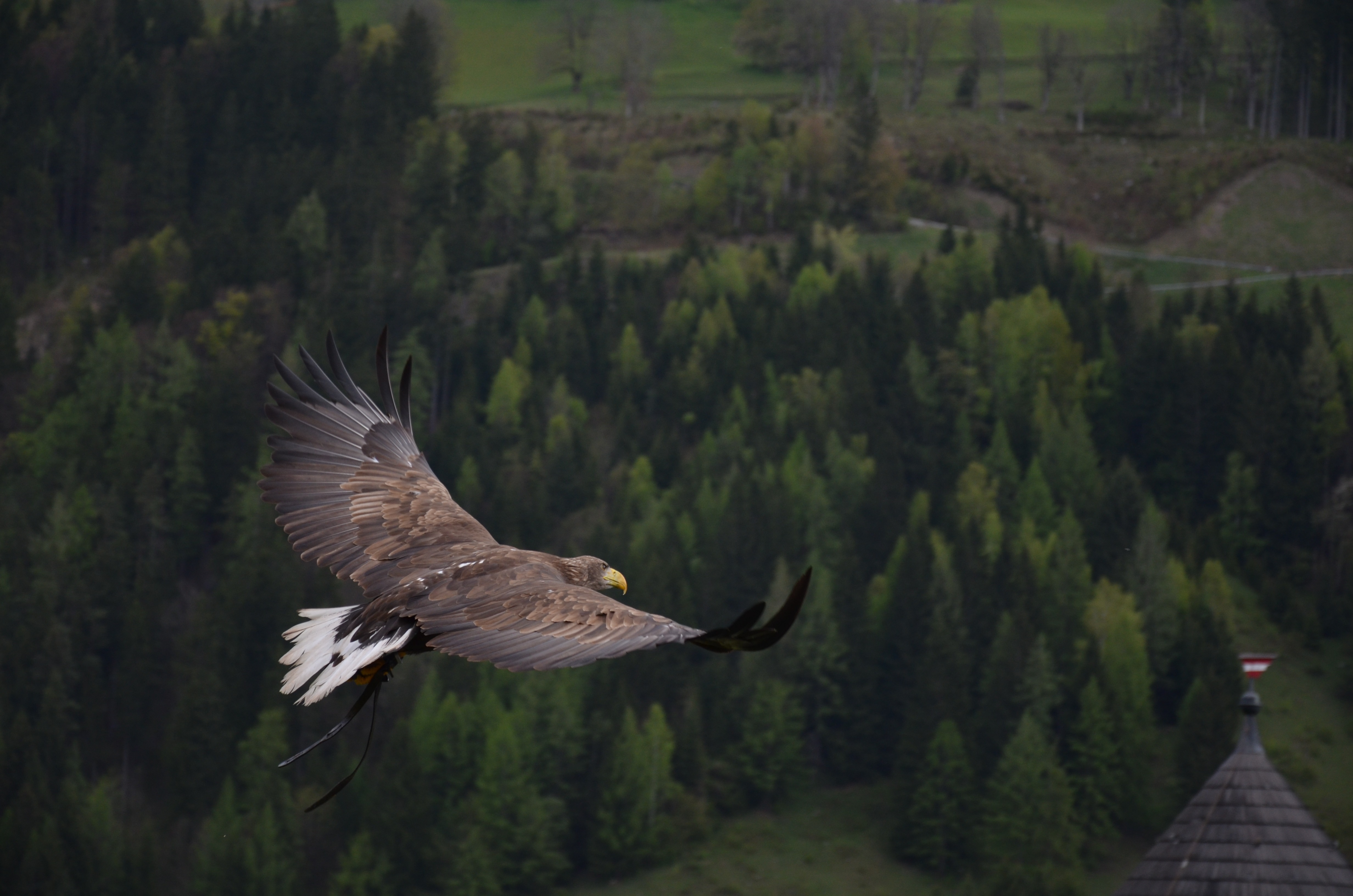 55087 скачать картинку орел, деревья, лес, птица, животные, полет - обои и заставки бесплатно