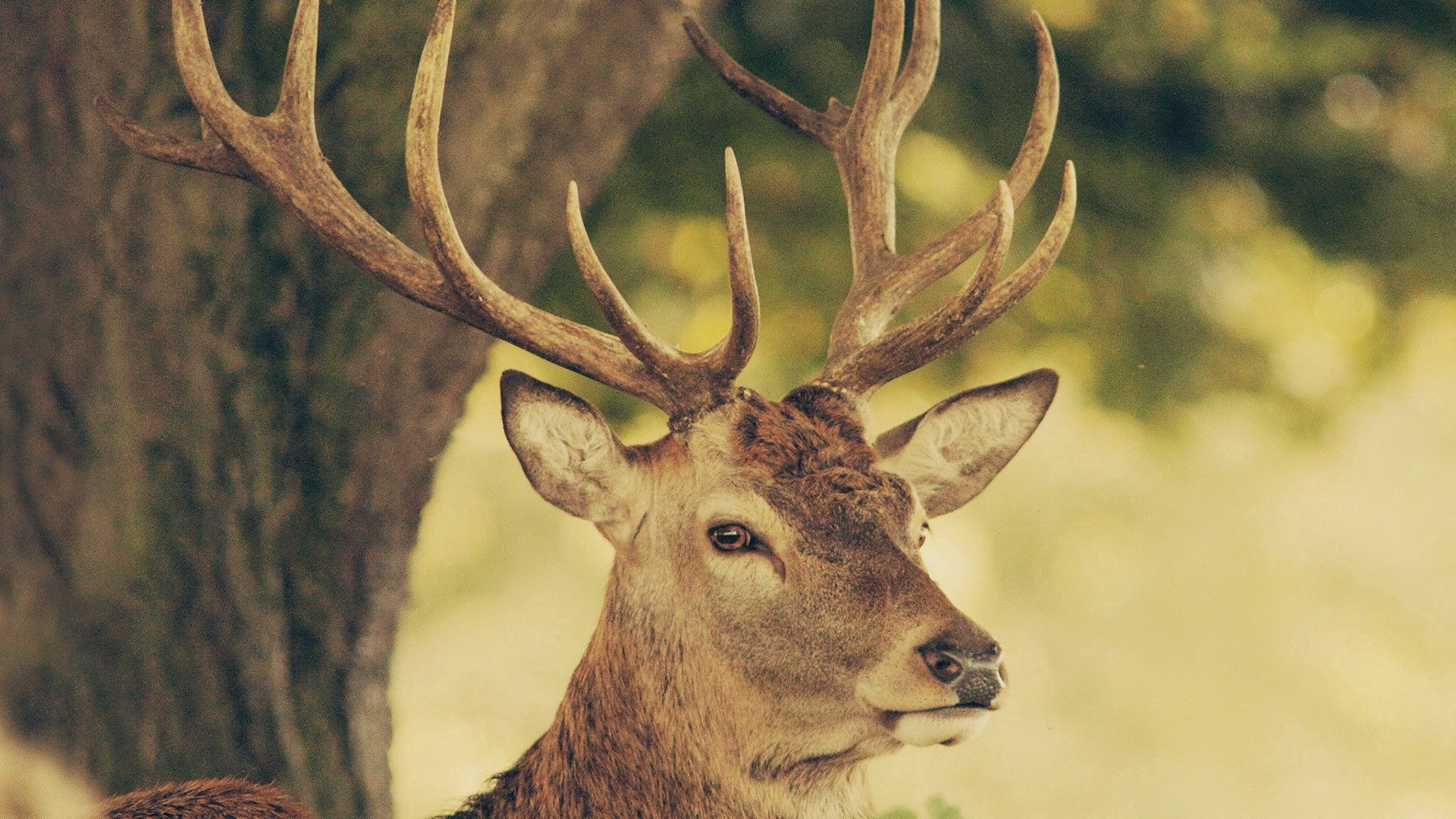 112935 descargar fondo de pantalla animales, naturaleza, bozal, ciervo, cuernos, trompetas: protectores de pantalla e imágenes gratis