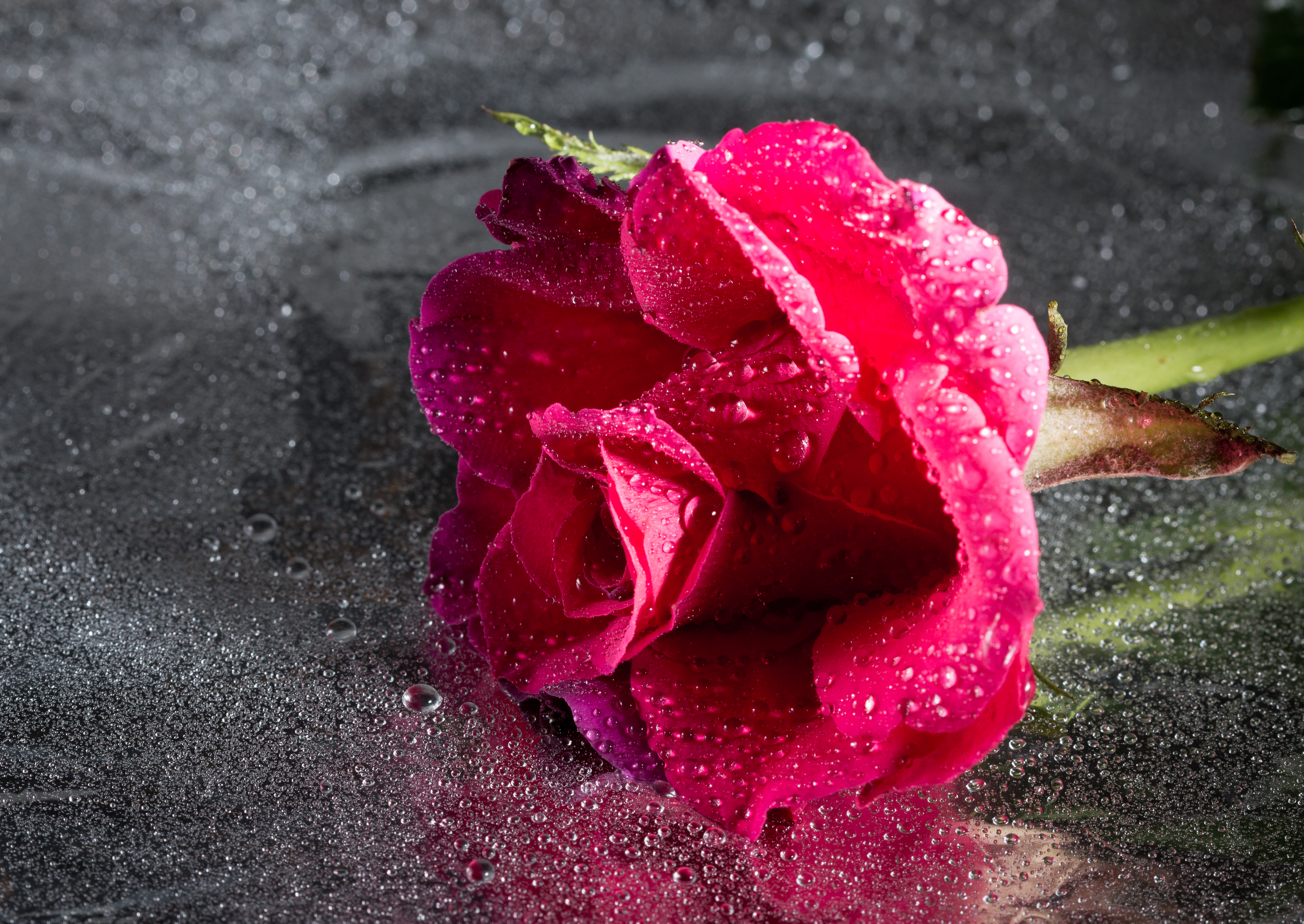 Téléchargez des papiers peints mobile Drops, Fermer, Gros Plan, Une Rose, Rose, Fleur, Fleurs gratuitement.
