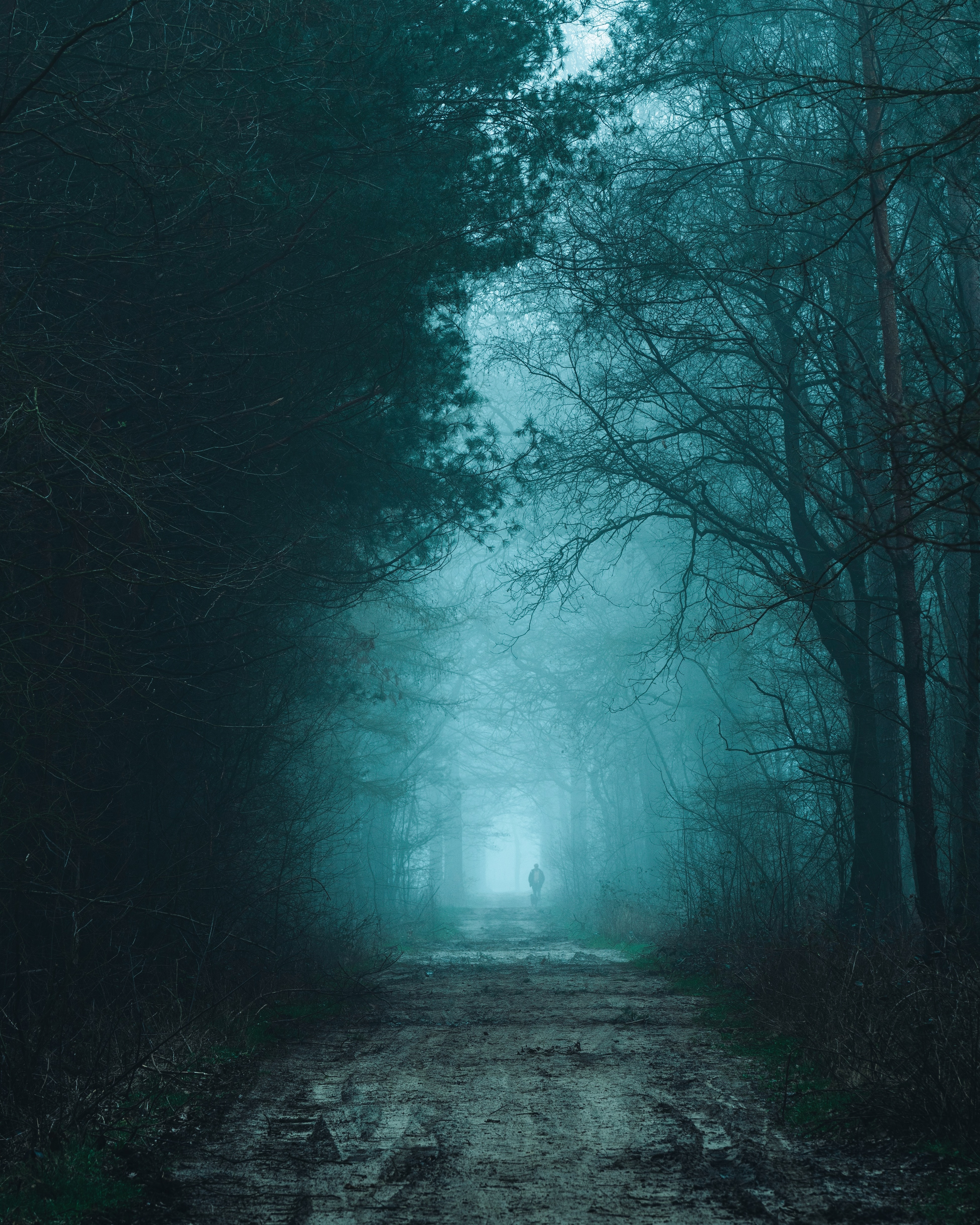 Download mobile wallpaper Road, Forest, Fog, Silhouette, Darkness, Nature for free.