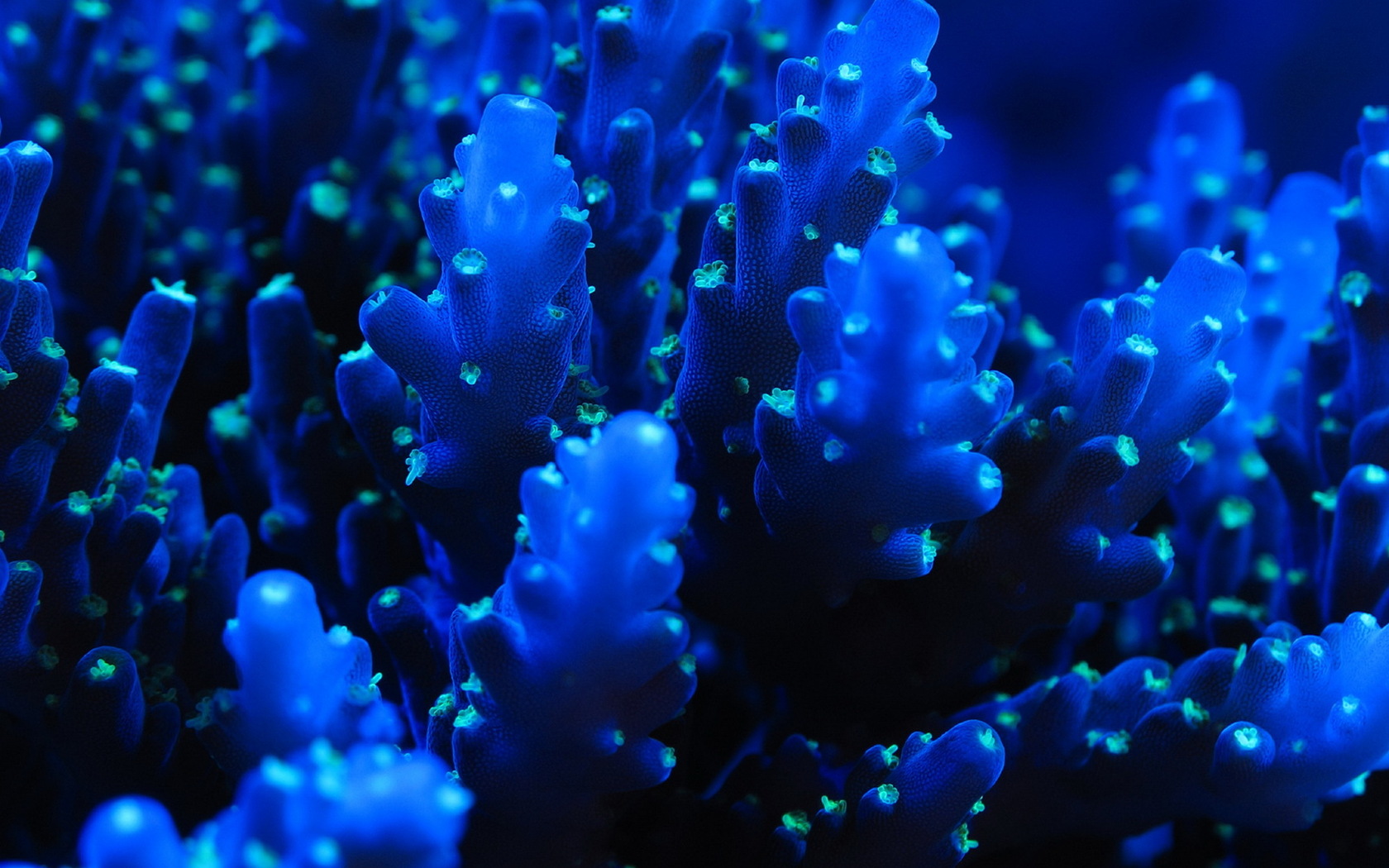 Светящиеся кораллы