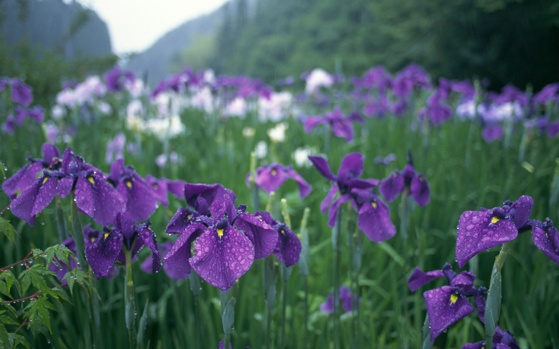 166489 descargar fondo de pantalla tierra/naturaleza, iris, flores: protectores de pantalla e imágenes gratis