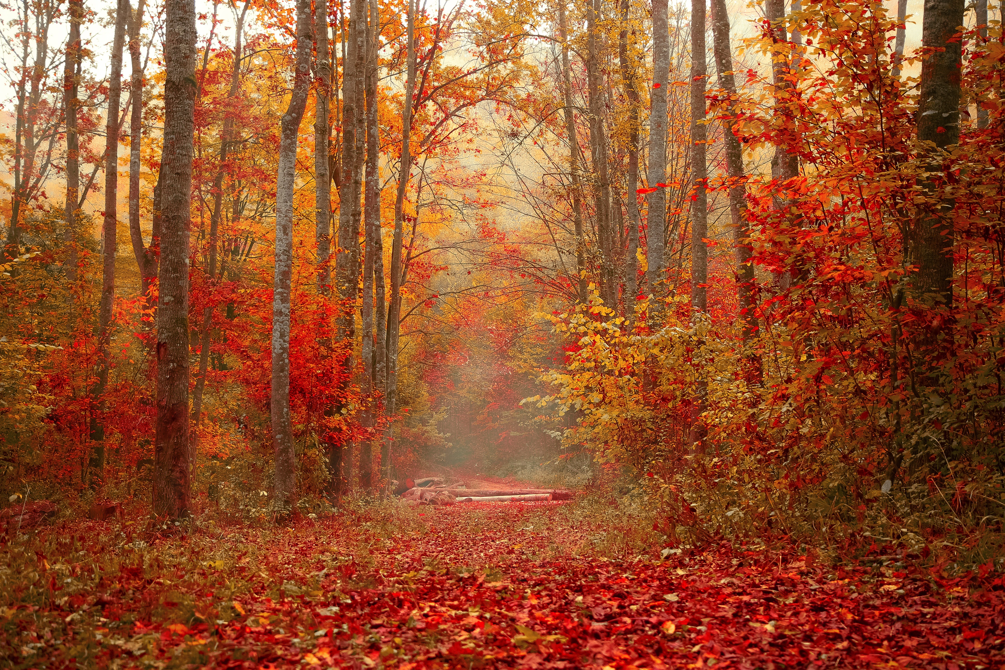 colorful, autumn, foliage, trees, forest, colourful, nature UHD