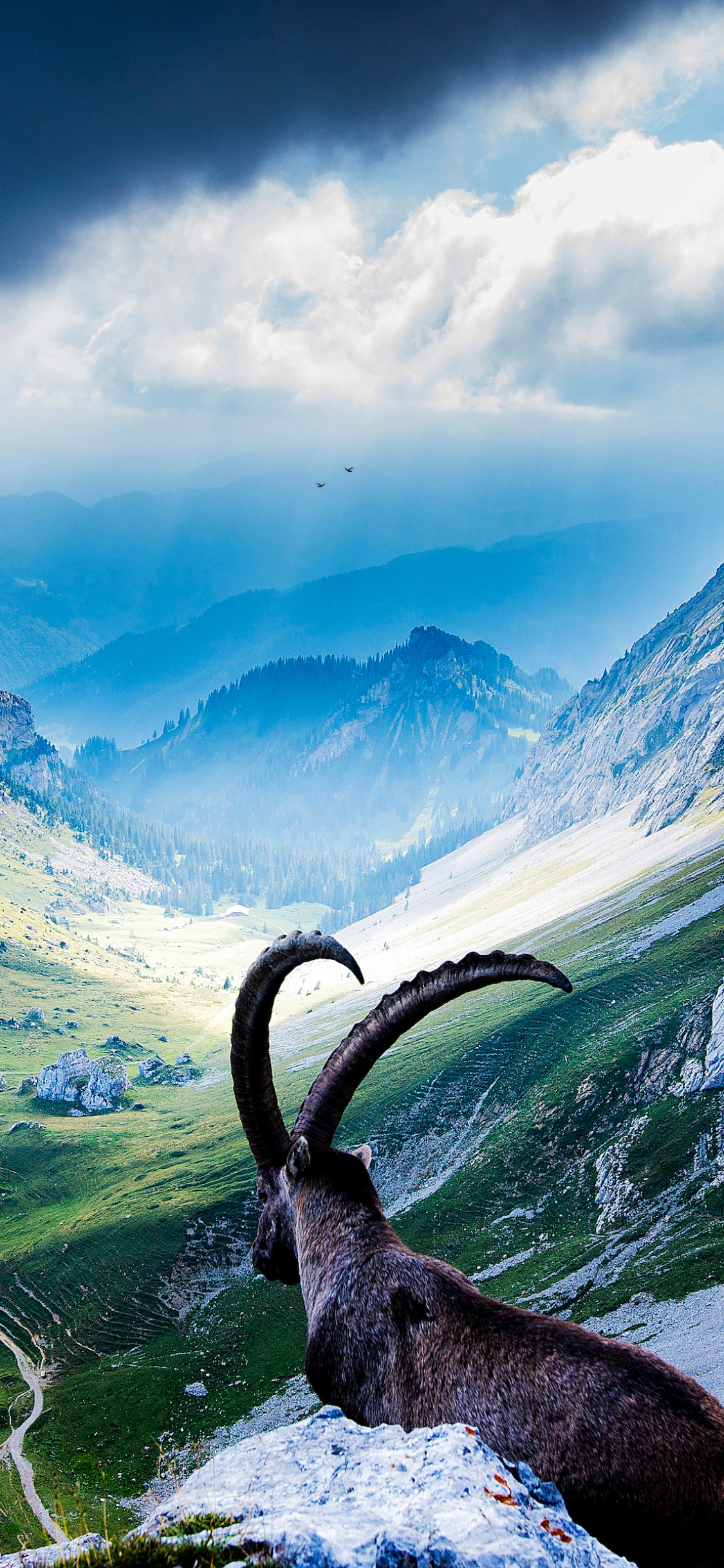 animal, alpine ibex, goat, switzerland, mountain, landscape cellphone