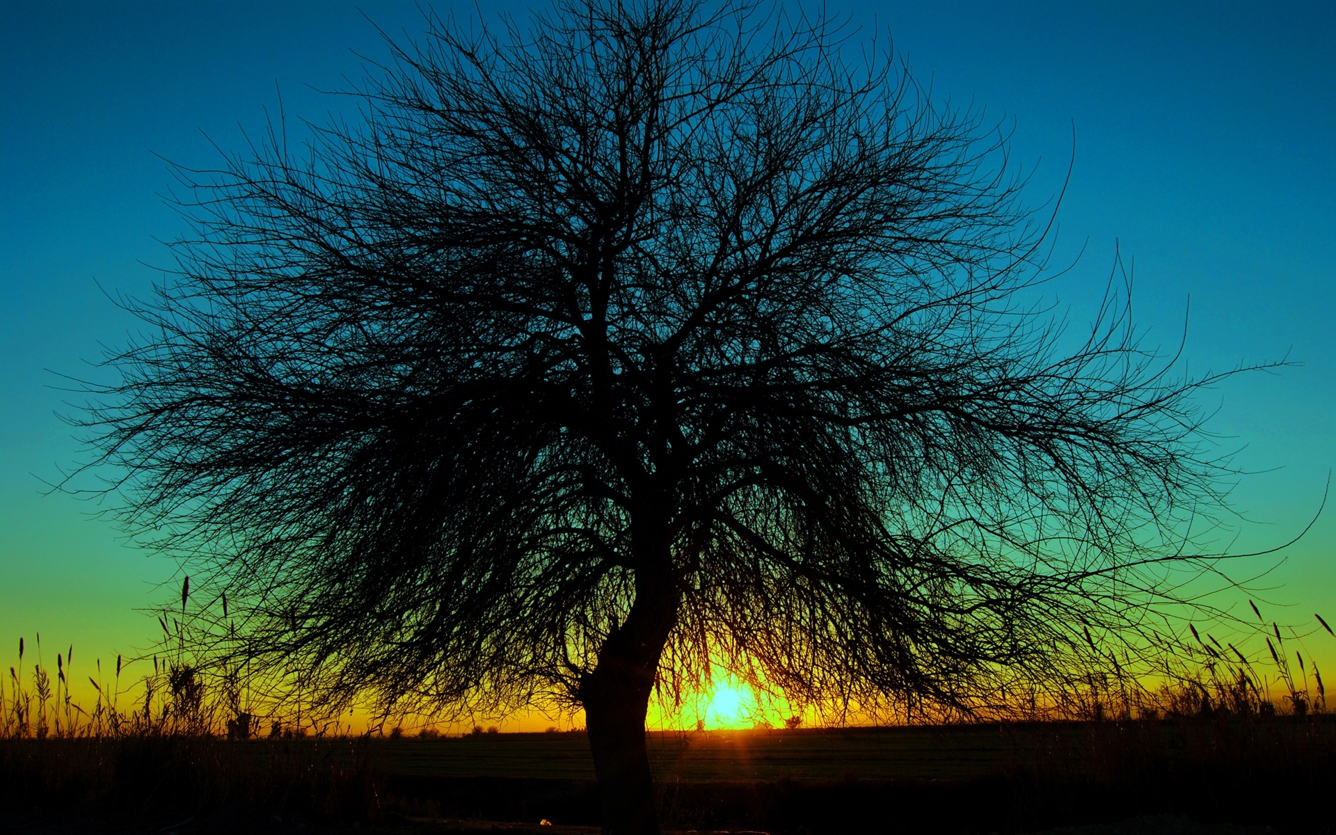 Download mobile wallpaper Landscape, Trees, Sunset for free.