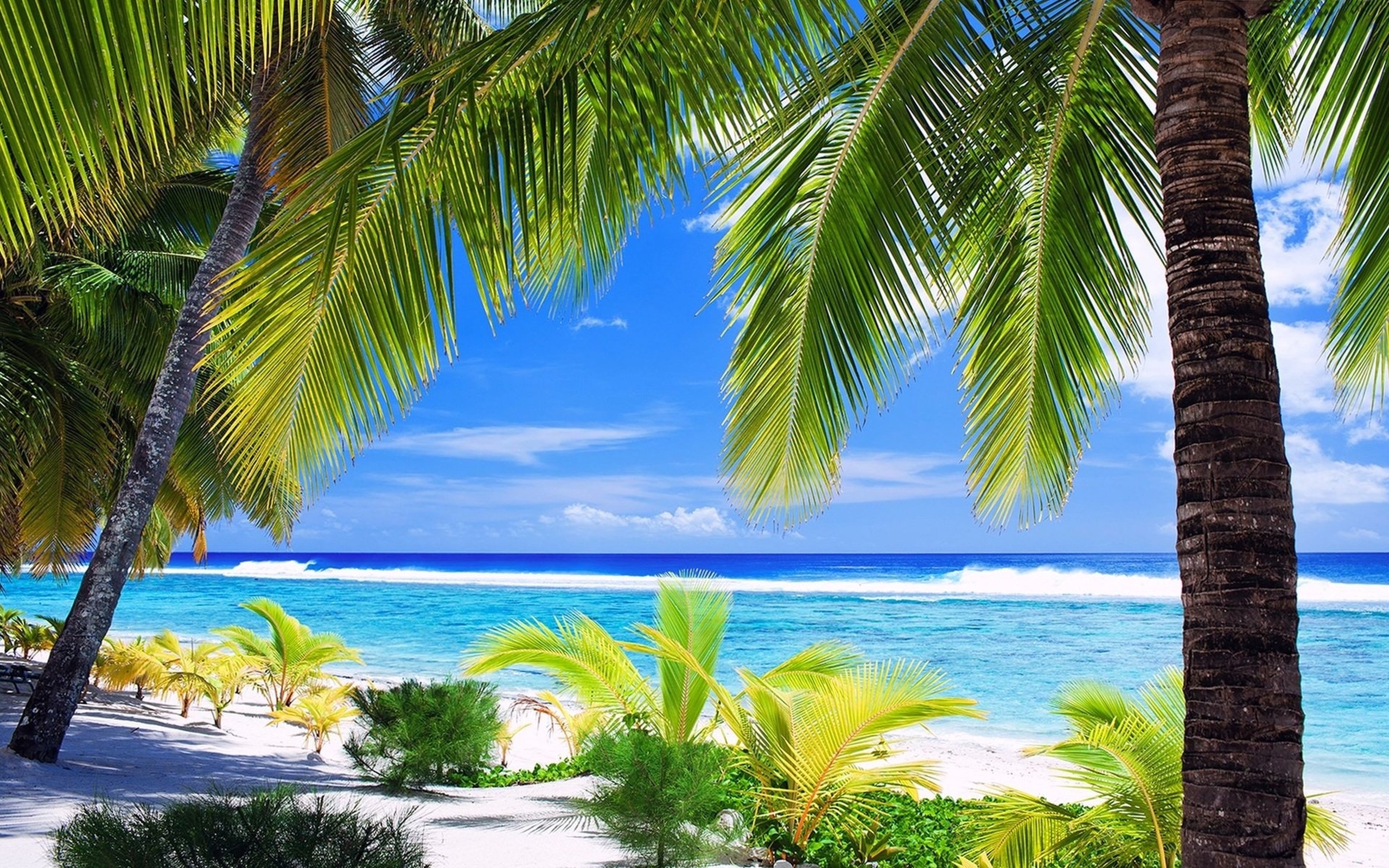 пальмы на берегу океана