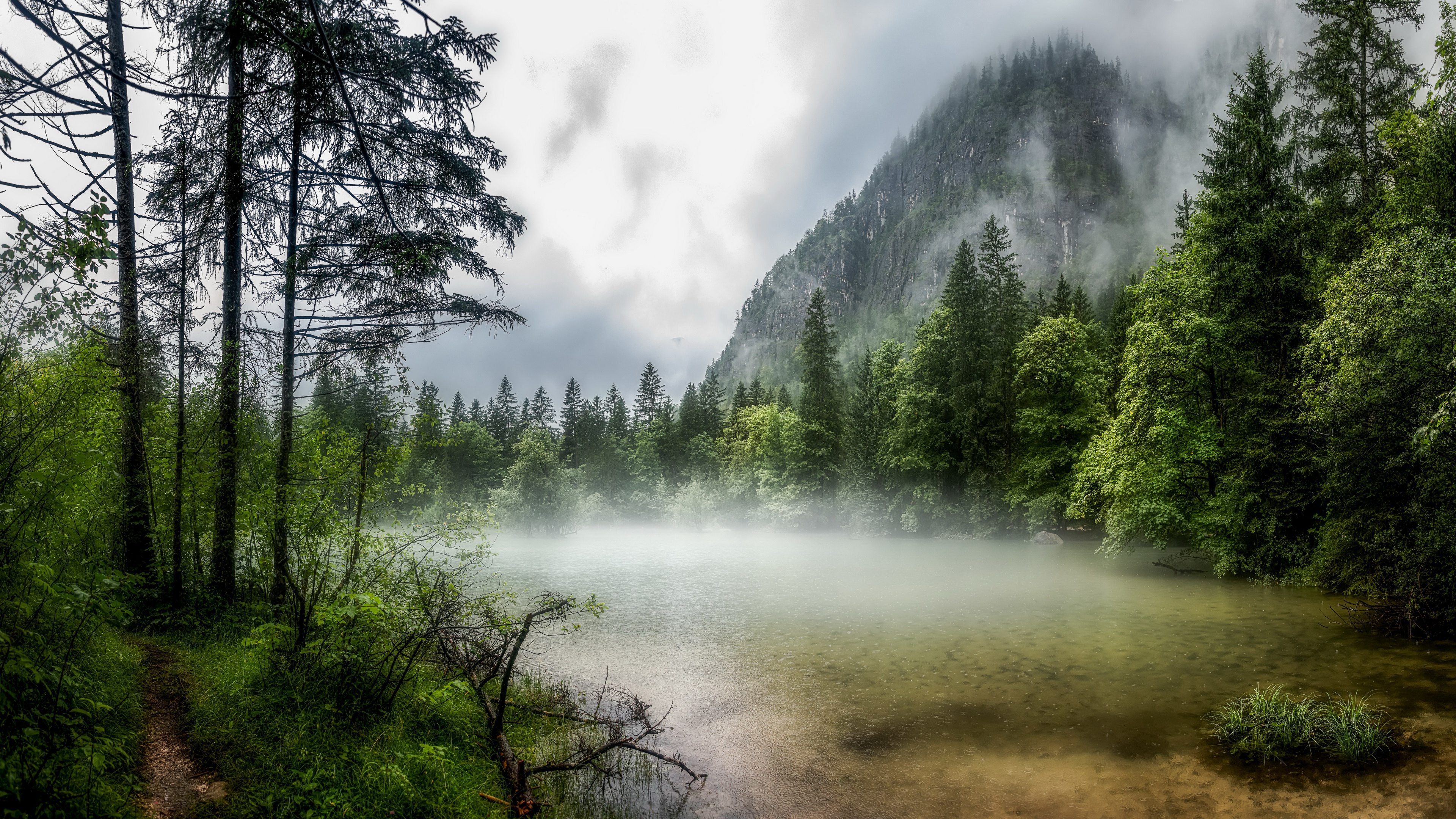 Туманный лес картинки высокого разрешения