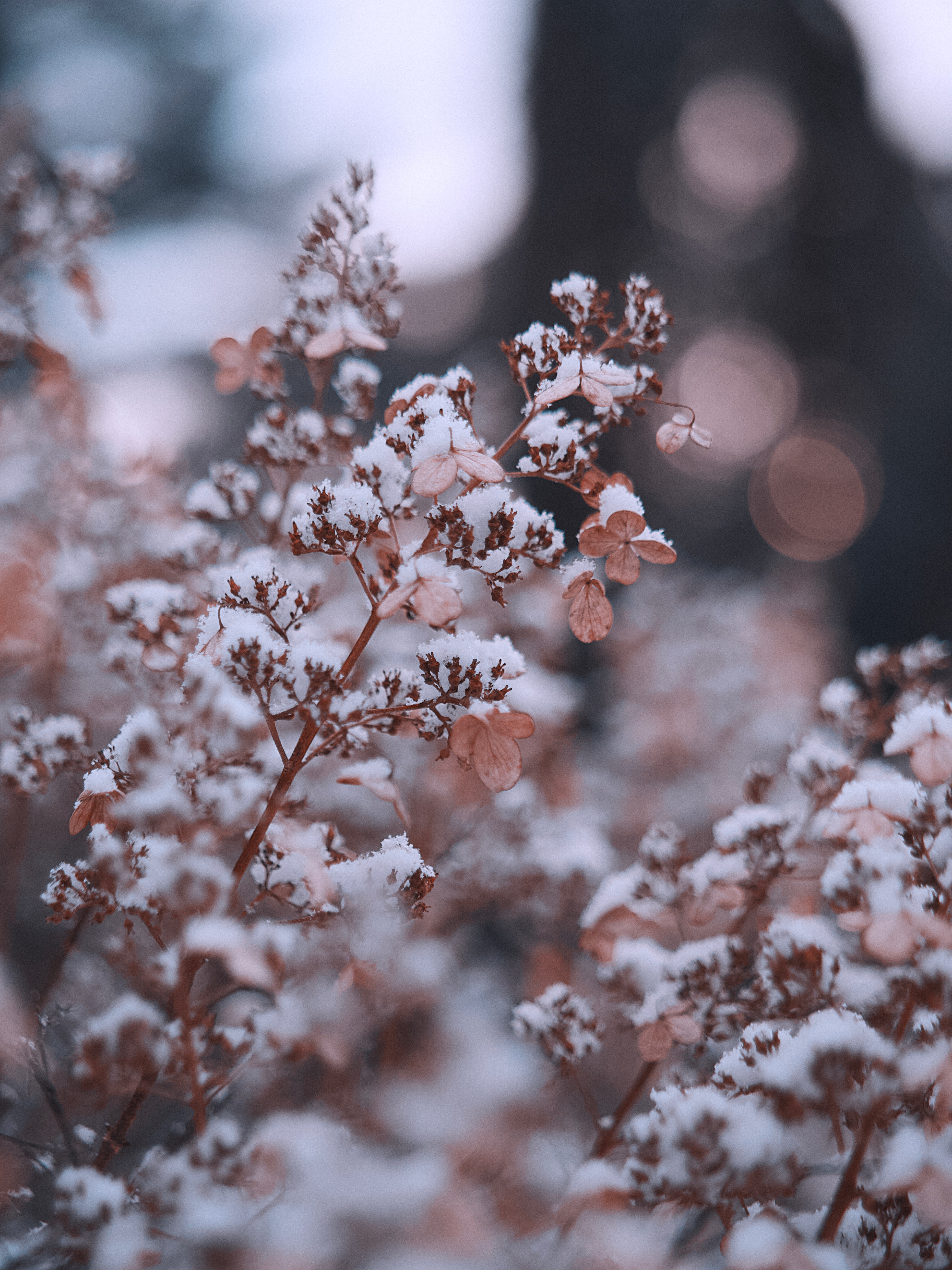 branches, flowers, snow, plant, macro 8K