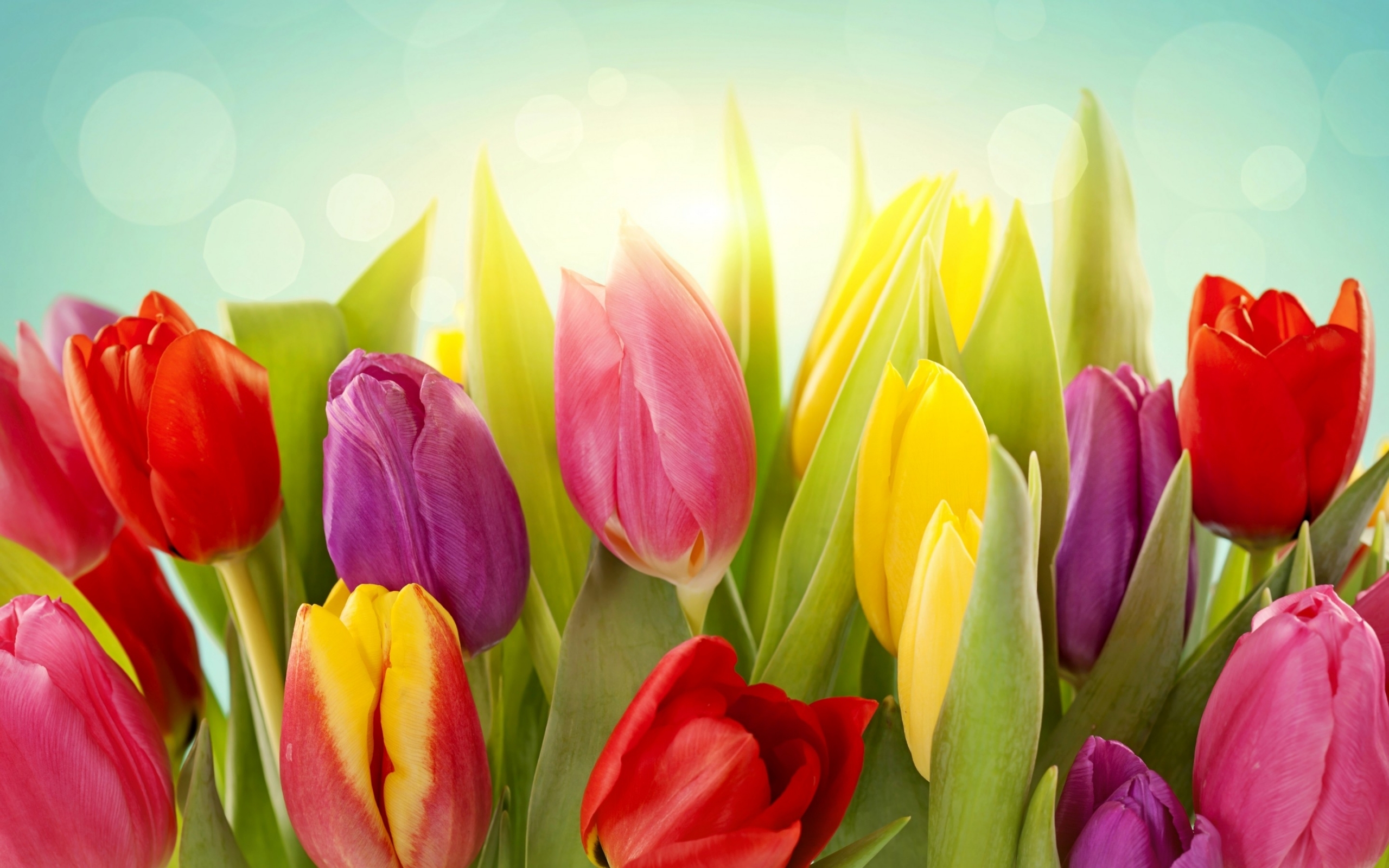 Handy-Wallpaper Blumen, Tulpen, Pflanzen kostenlos herunterladen.