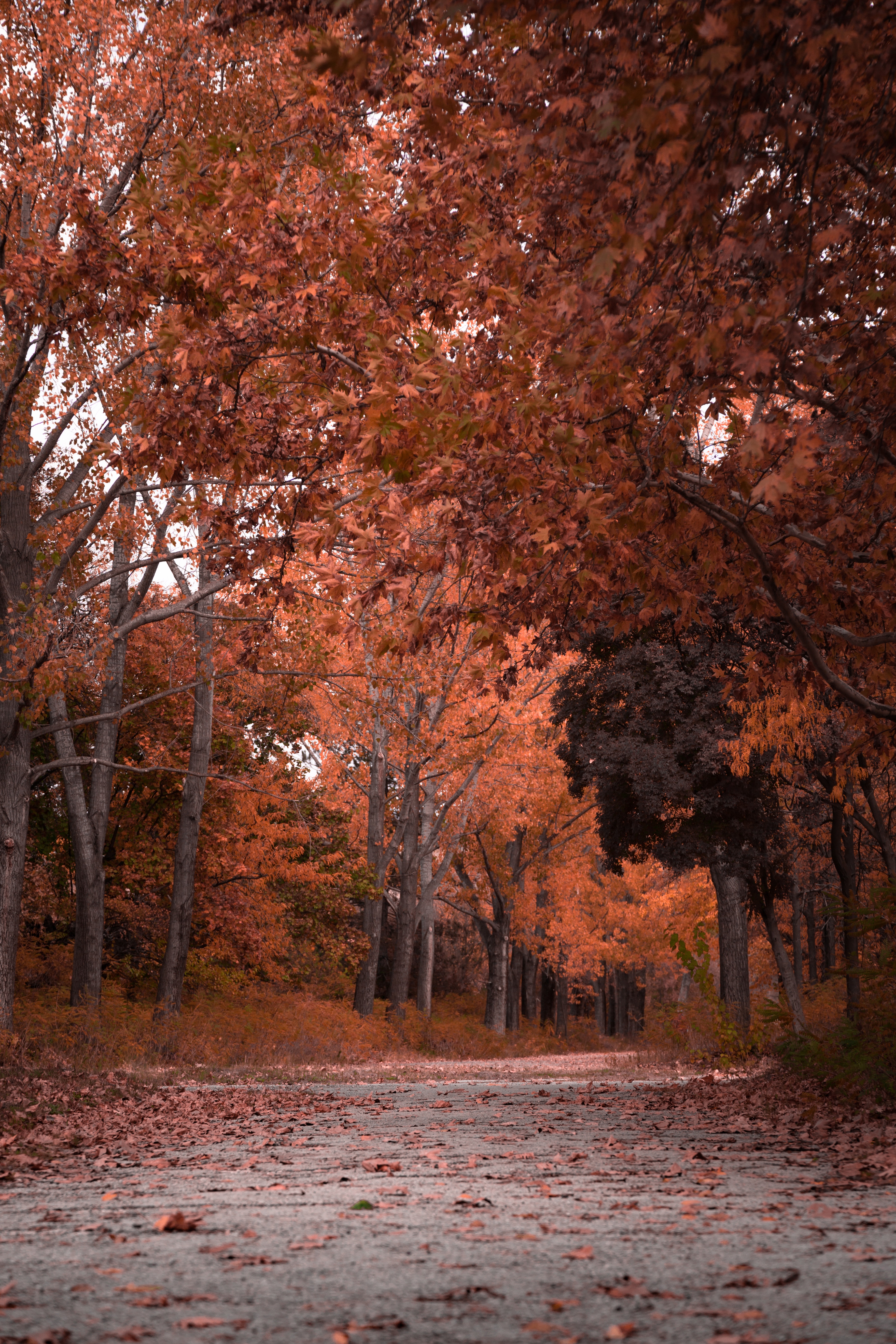 Скачать картинку Деревья, Парк, Природа, Листва, Осень в телефон бесплатно.