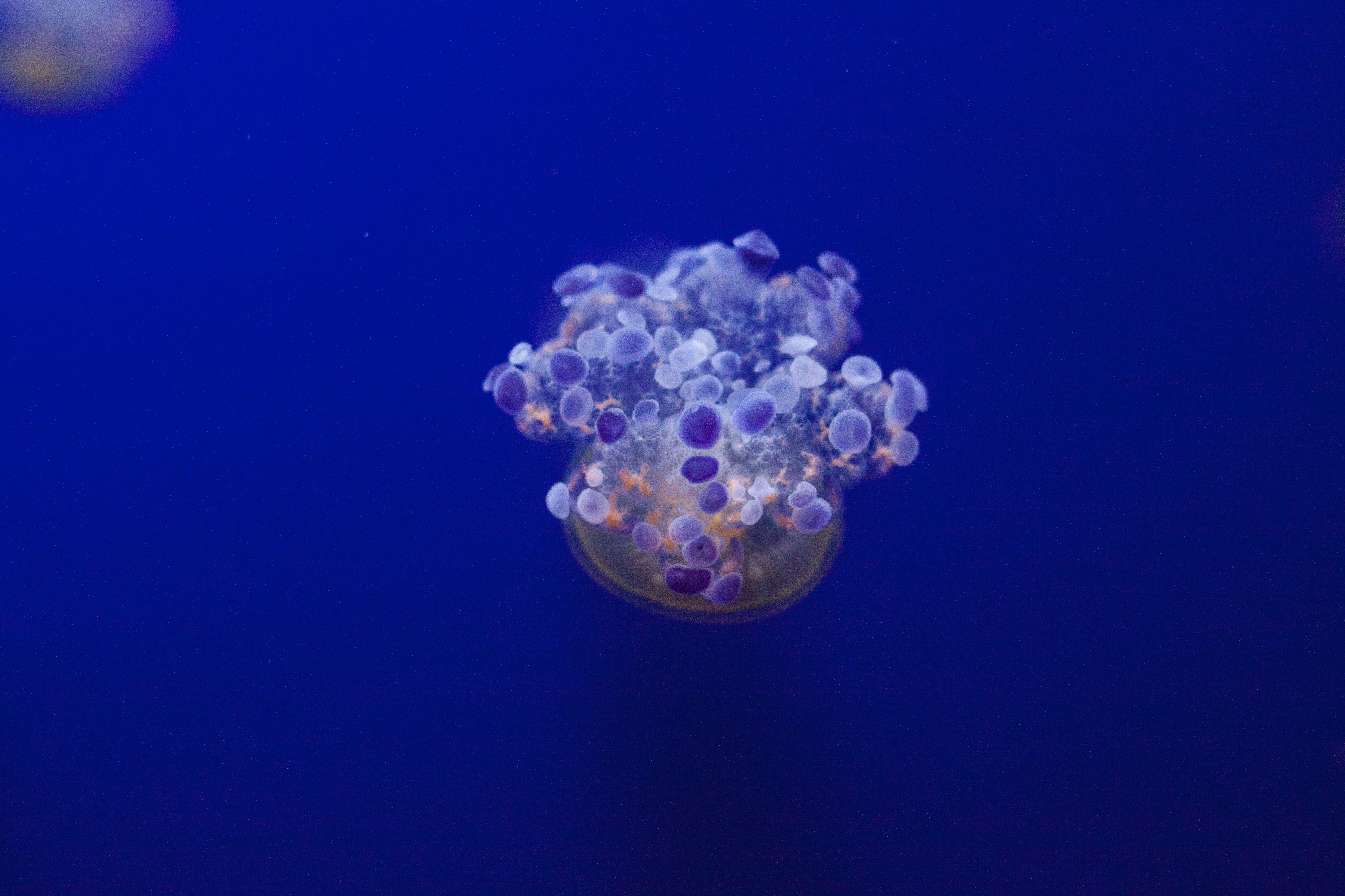 101215 скачать обои медуза, животные, подводный мир, щупальцы, разновидность - заставки и картинки бесплатно