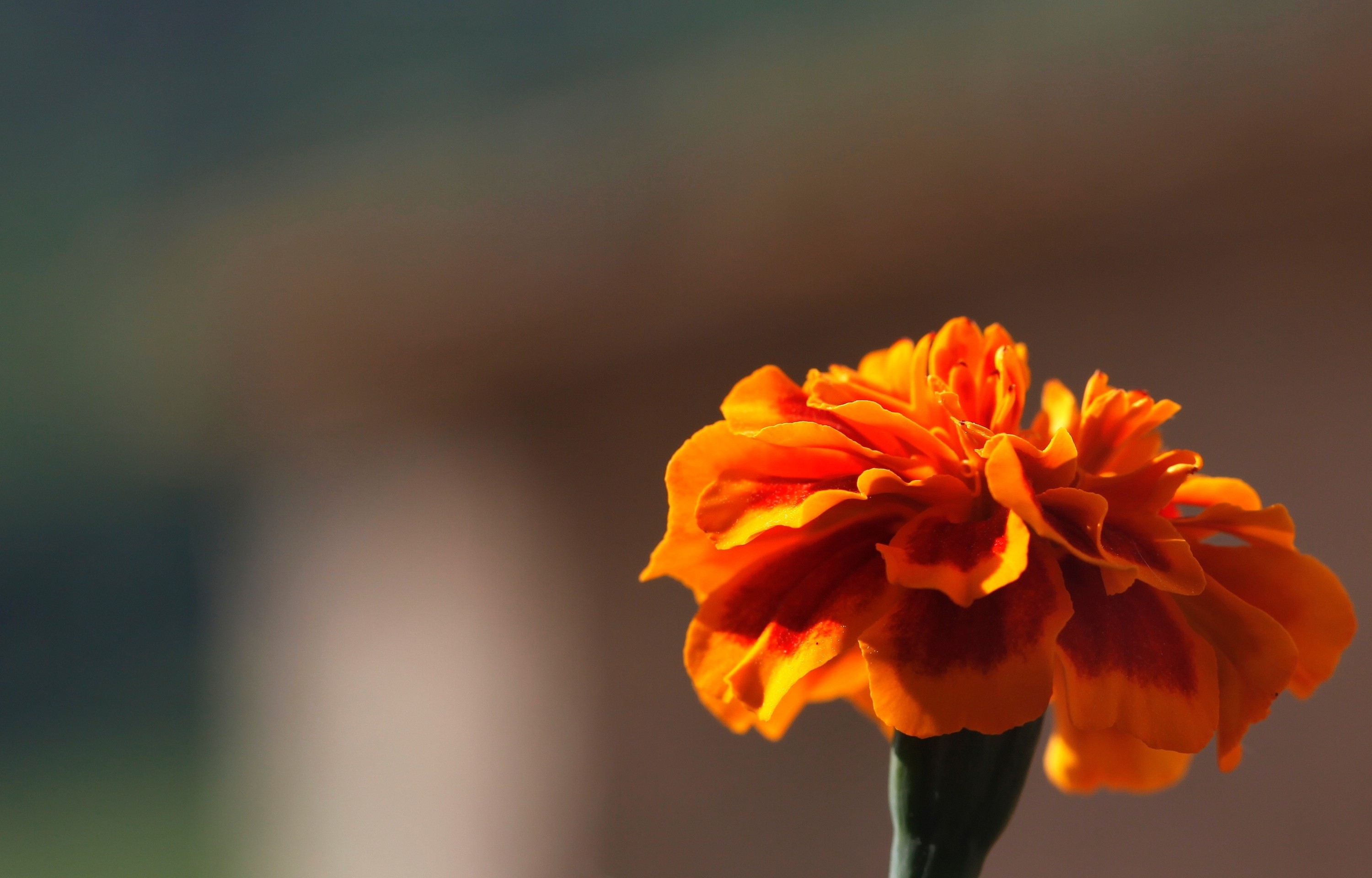 Free HD flower, macro, petals, velvet, marigold